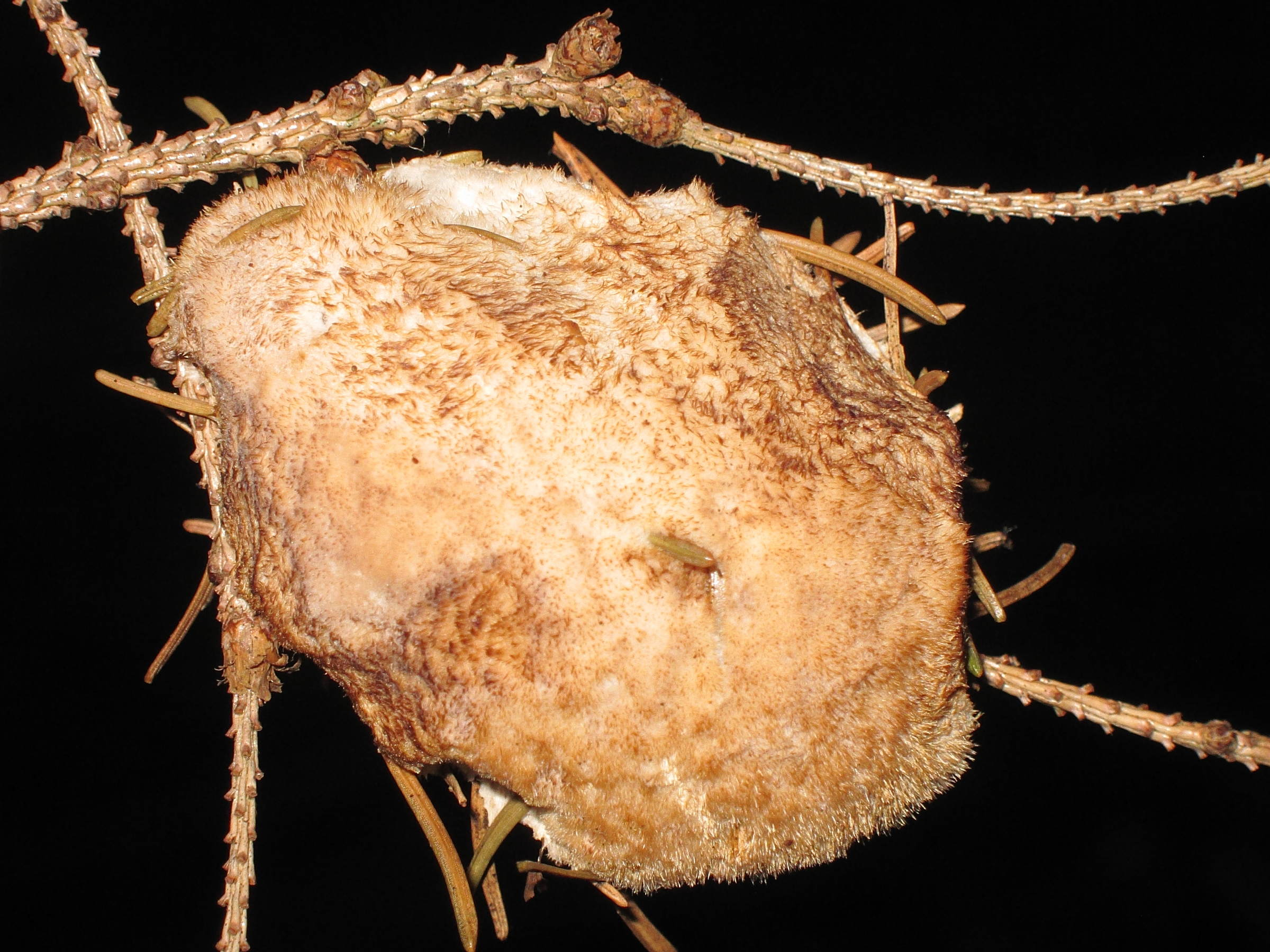 Afficher le média postia_ptychogaster2bd postia_ptychogaster2bd