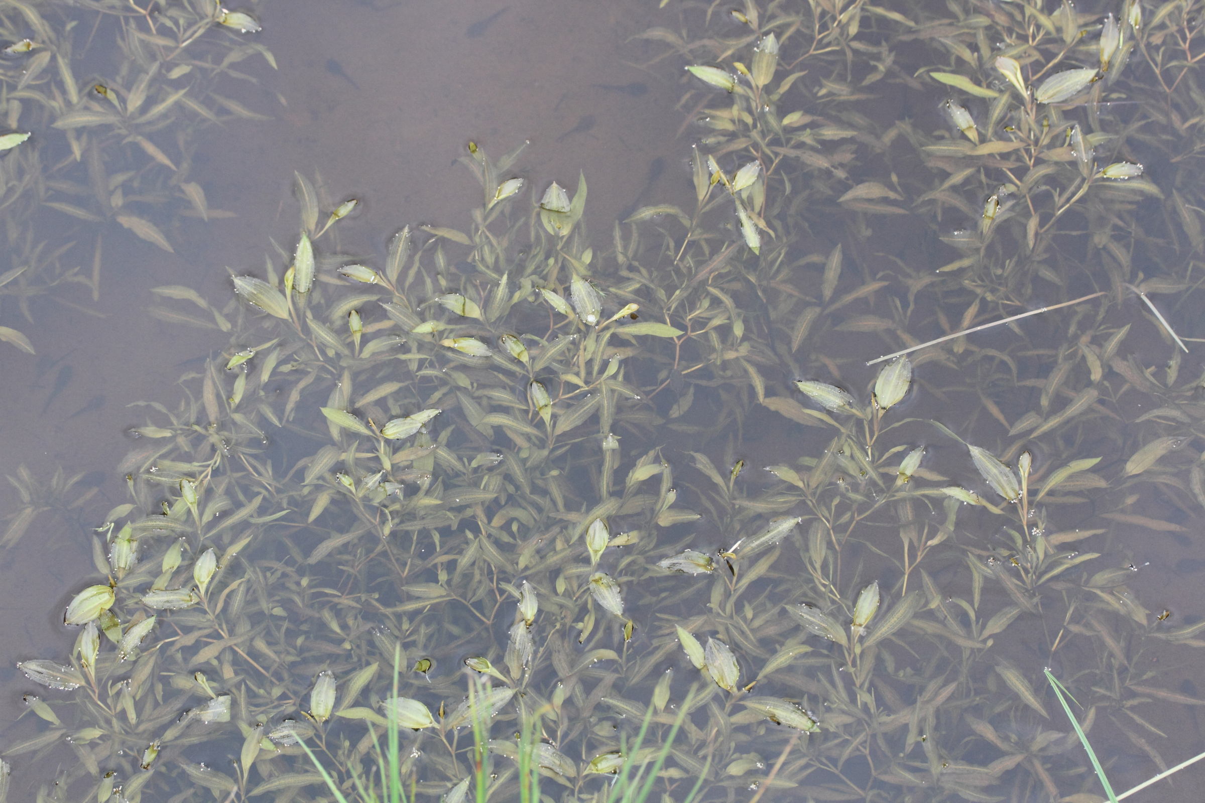 potamogeton_gramineus1md