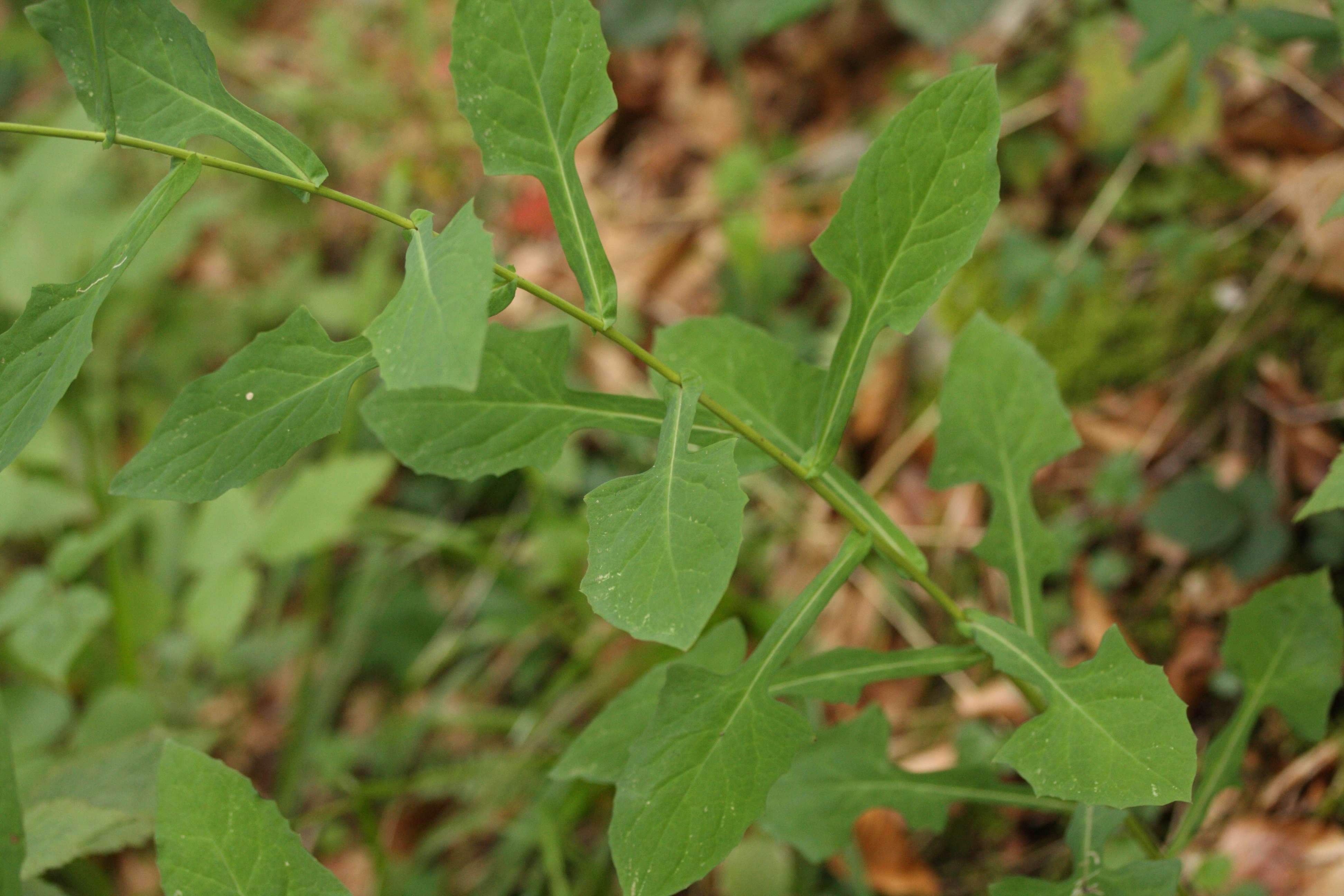 Afficher le média prenanthes_purpurea4md prenanthes_purpurea4md