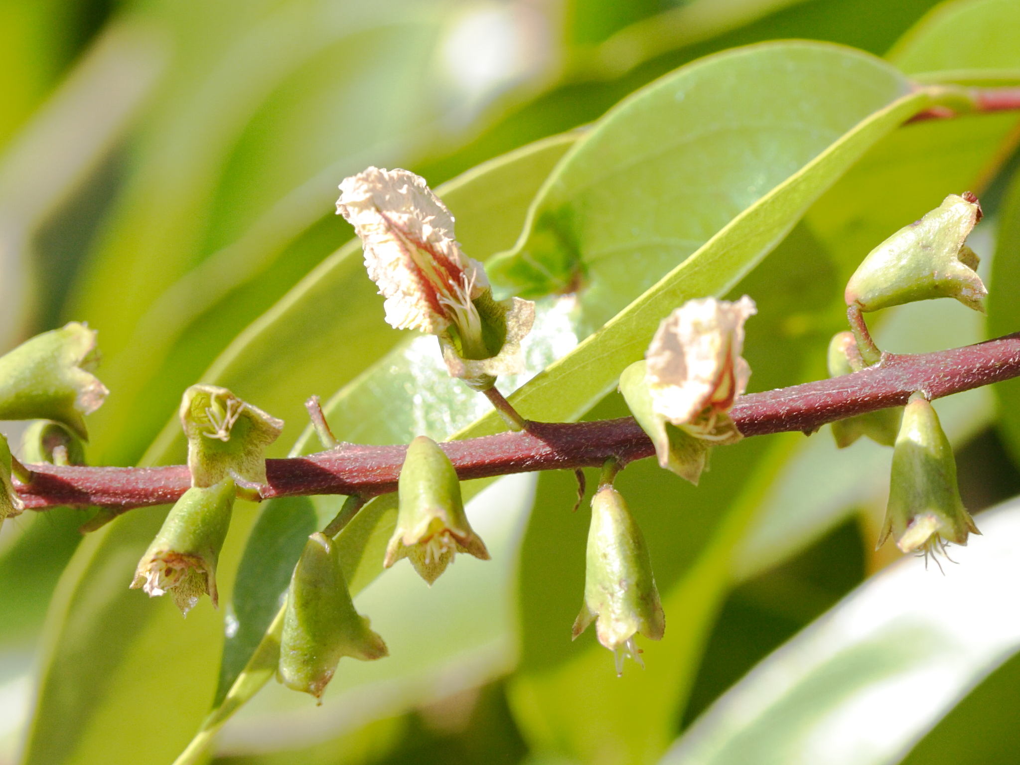 pterocarpus_officinalis7md