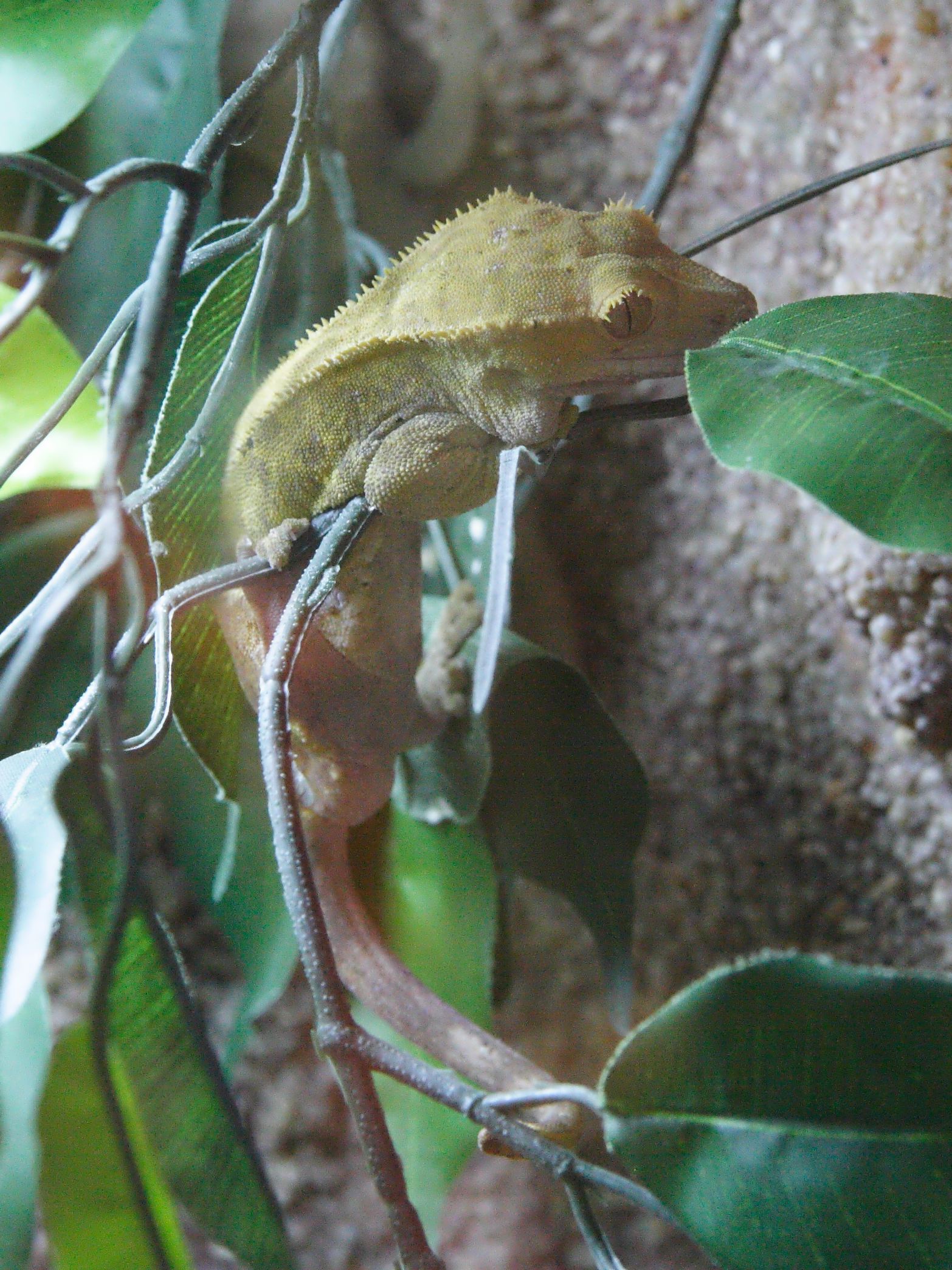 rhacodactylus_ciliatus1md