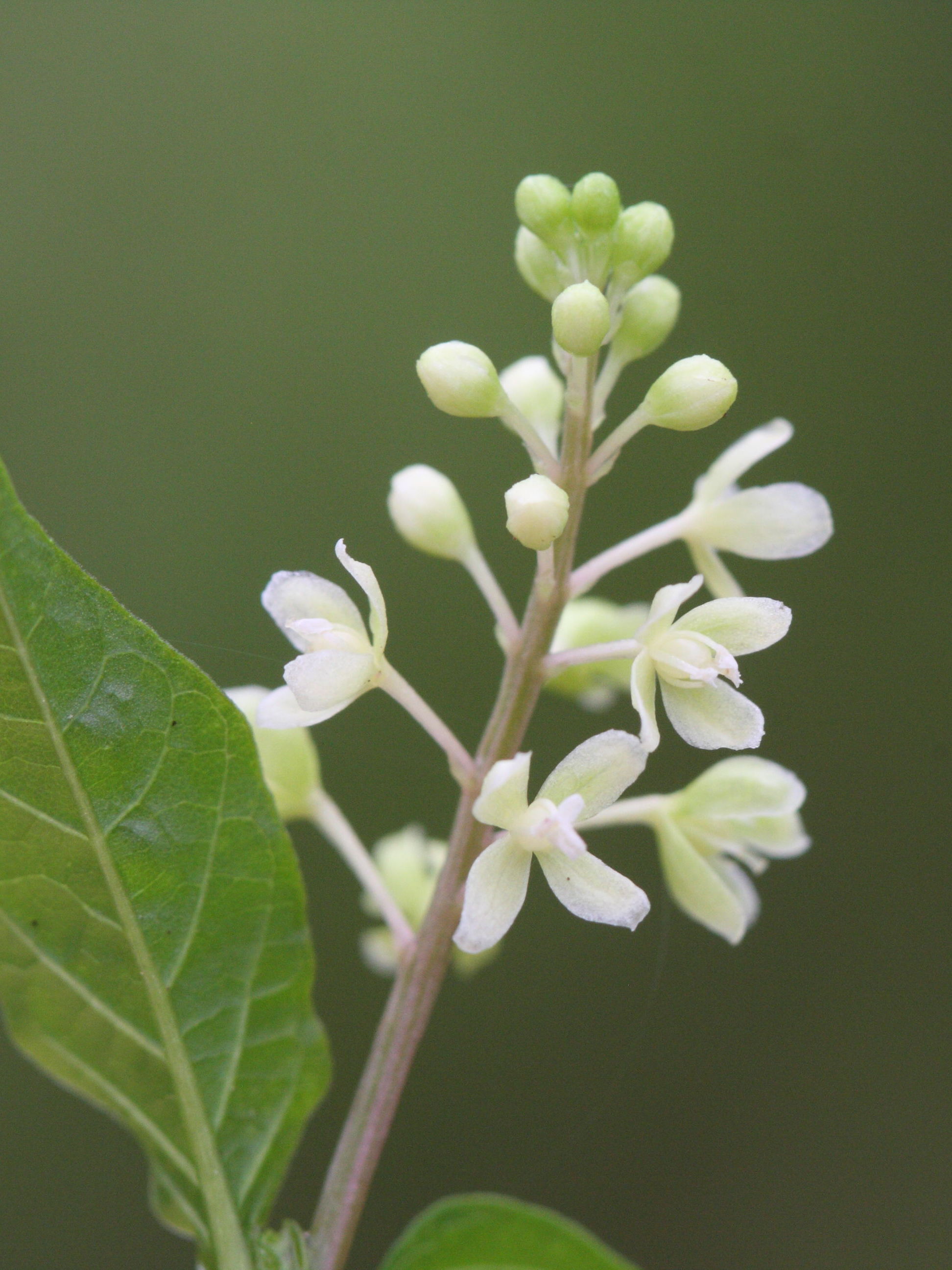 Afficher le média rivina_humilis5md rivina_humilis5md