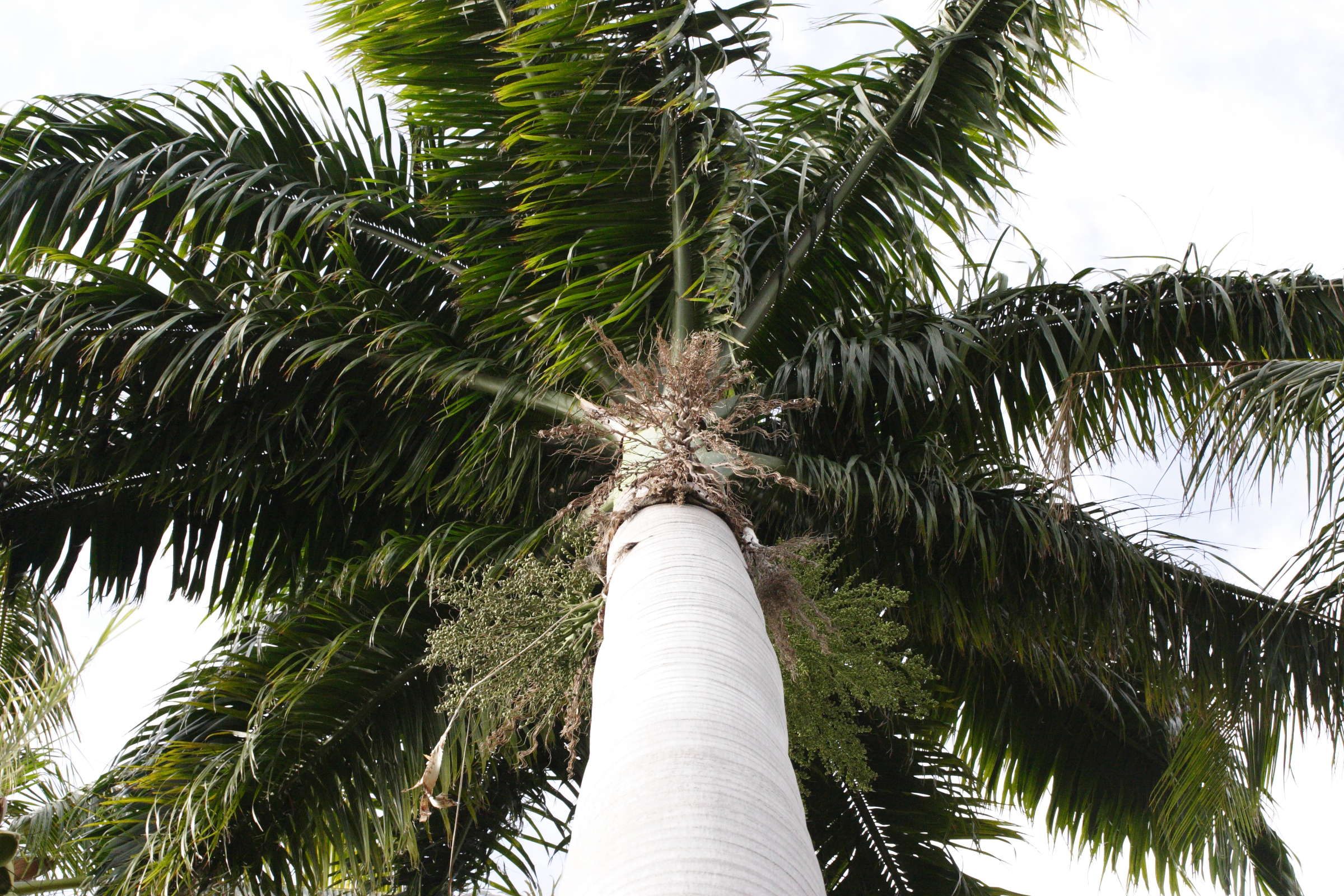 roystonea_oleracea4md