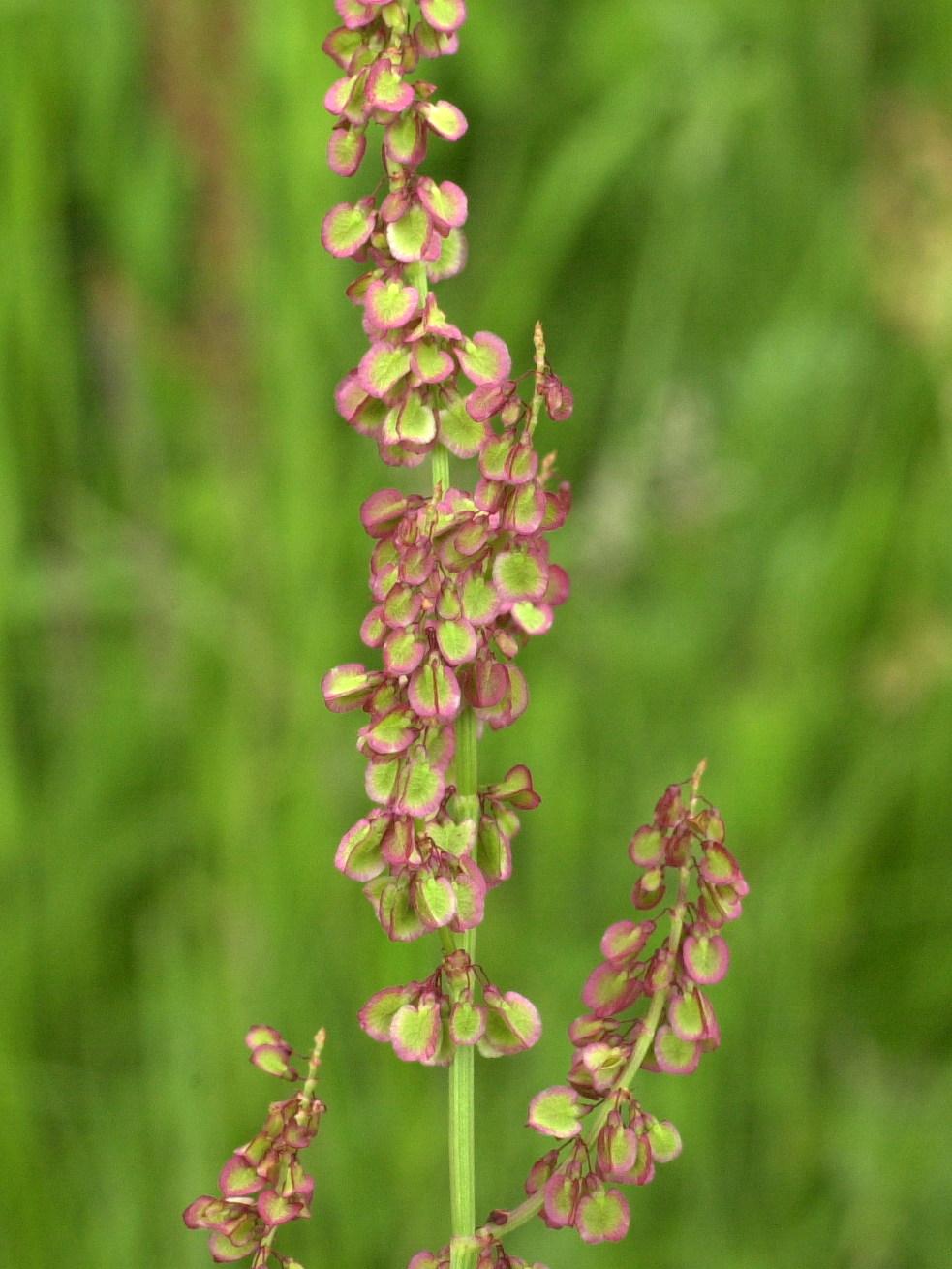 rumex_acetosa4md