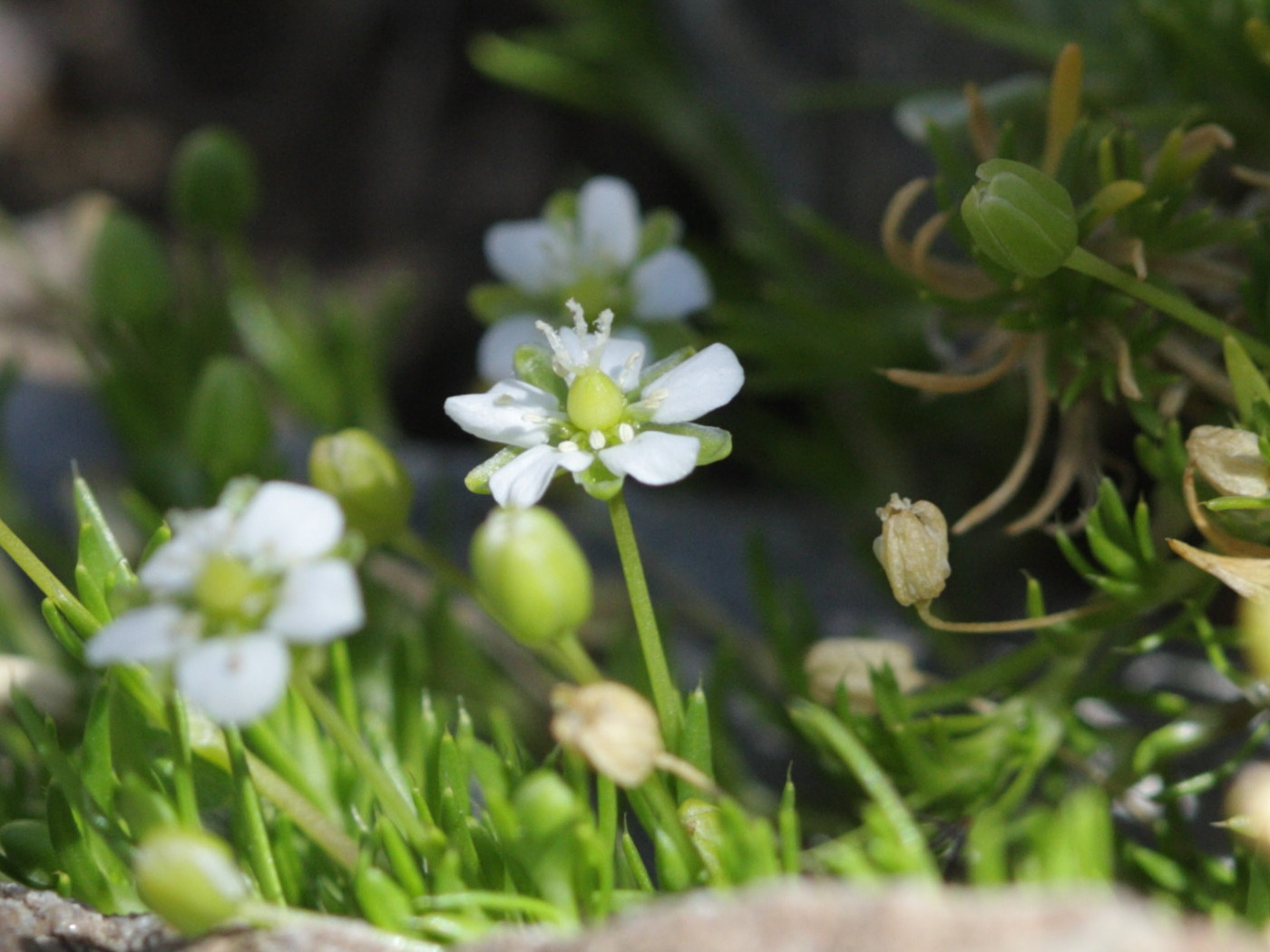 Afficher le média sagina_subulata2bd sagina_subulata2bd