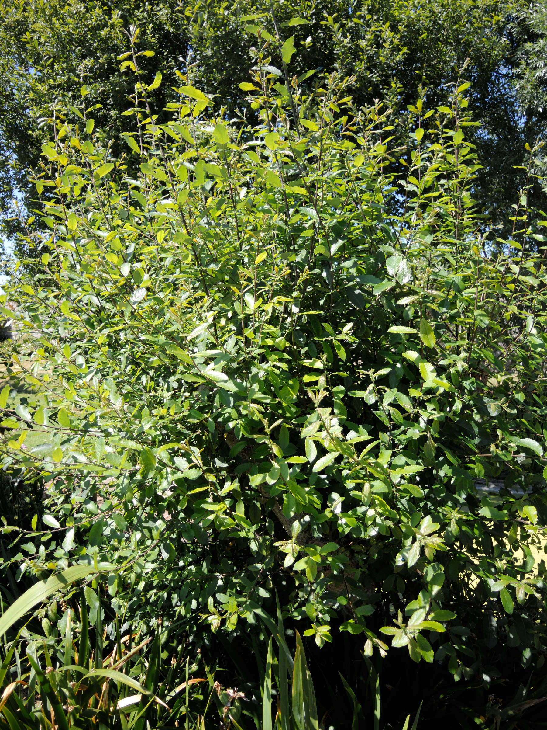 salix_caprea7md