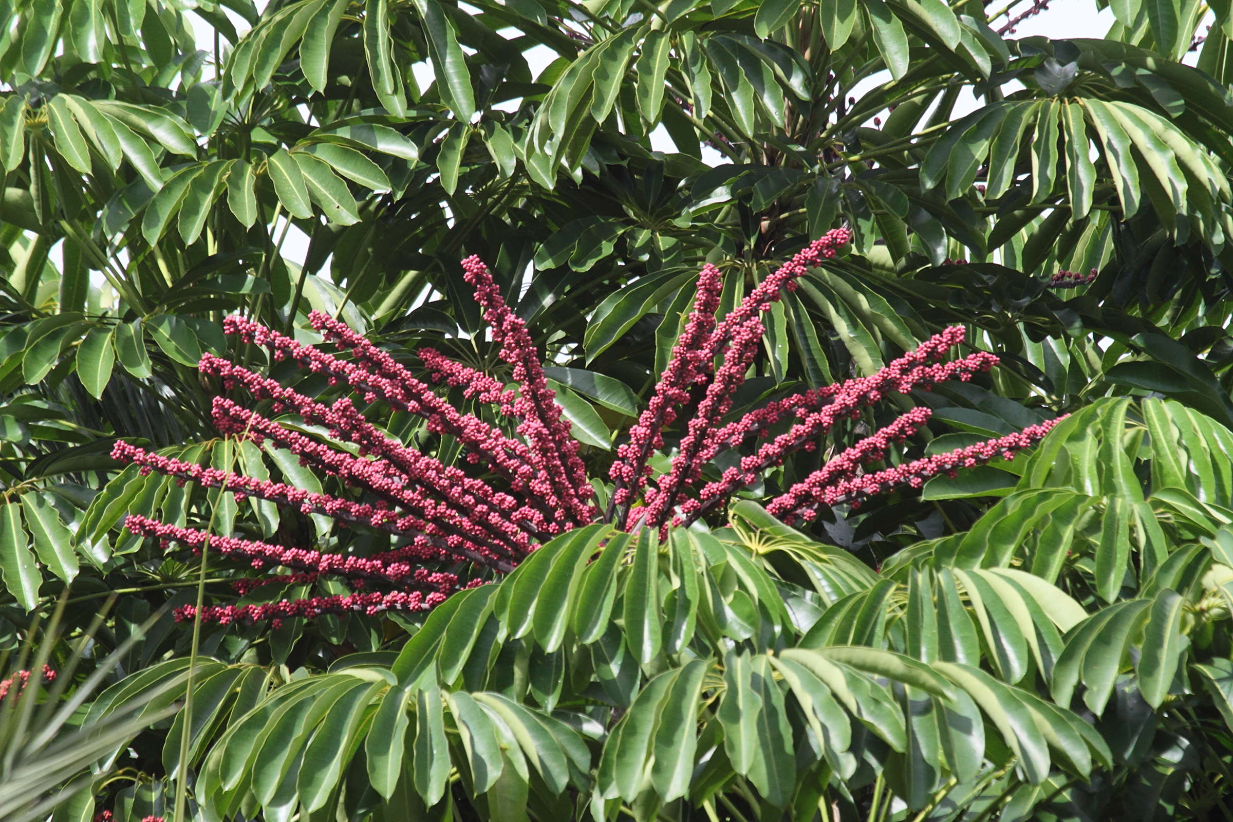 schefflera_actinophylla2bd