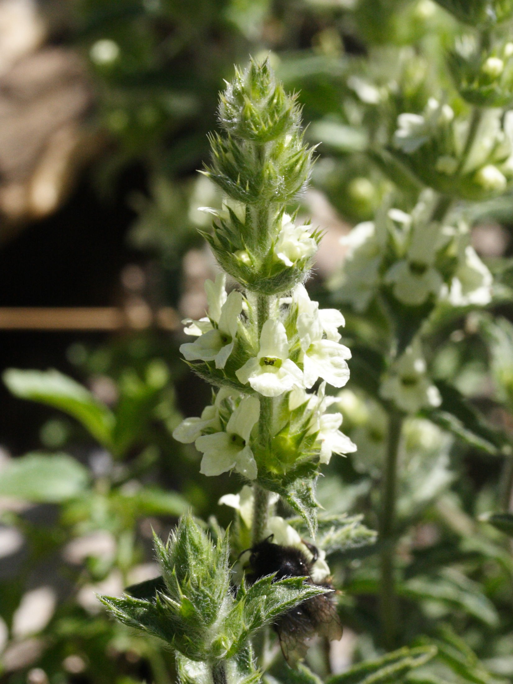 Afficher le média sideritis_endressii_laxespicata2md sideritis_endressii_laxespicata2md