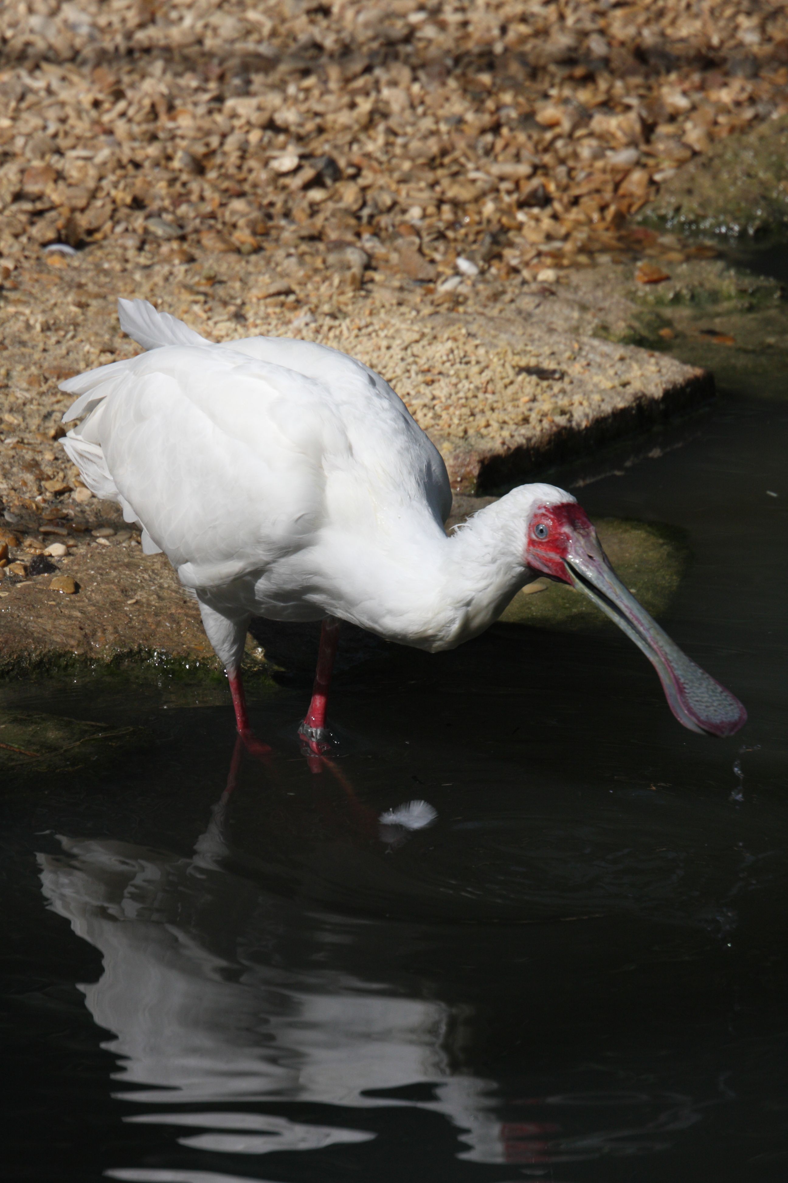 spatule_d-afrique_-_platalea_alba3md