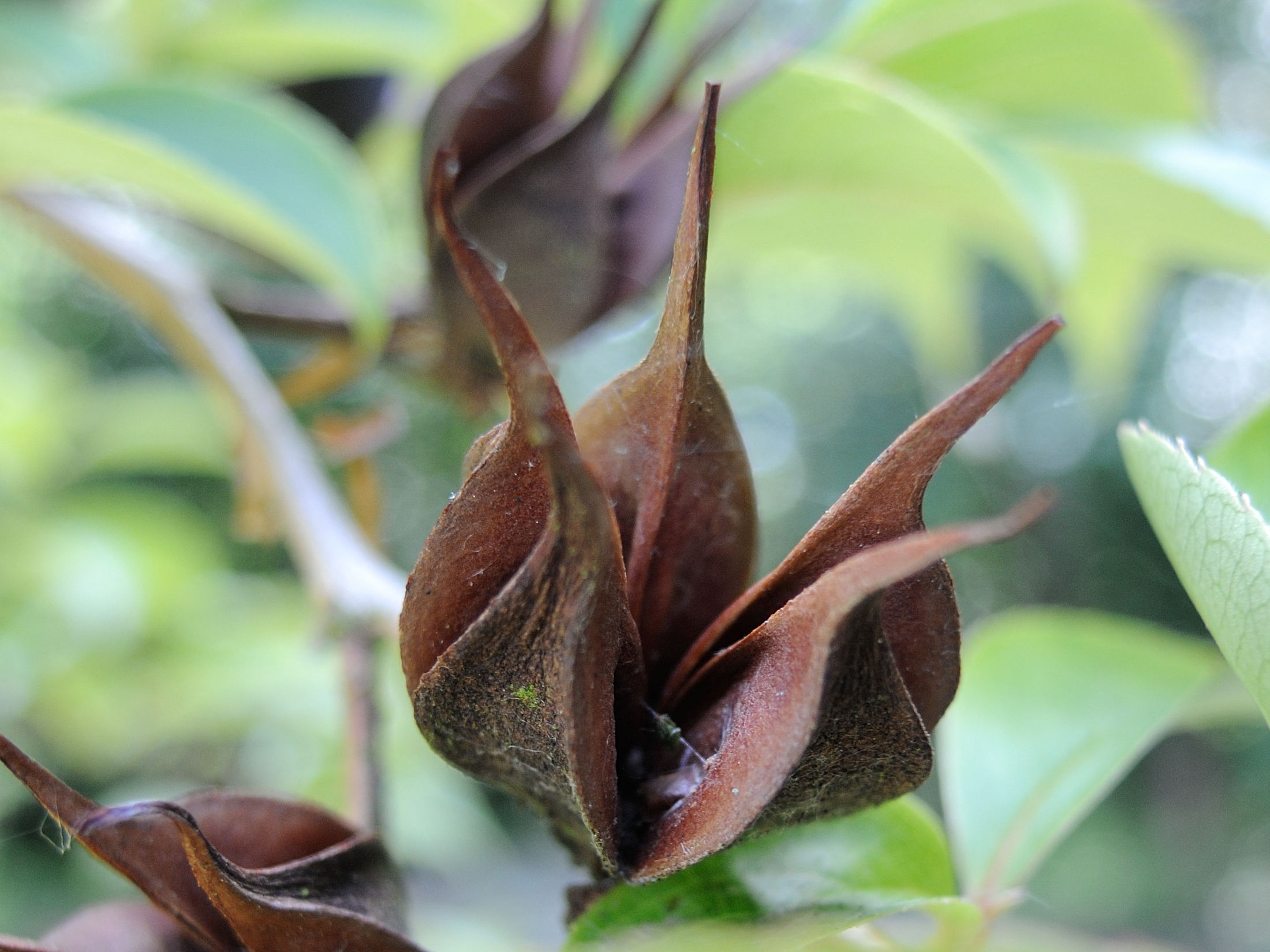 stewartia_rostrata4md