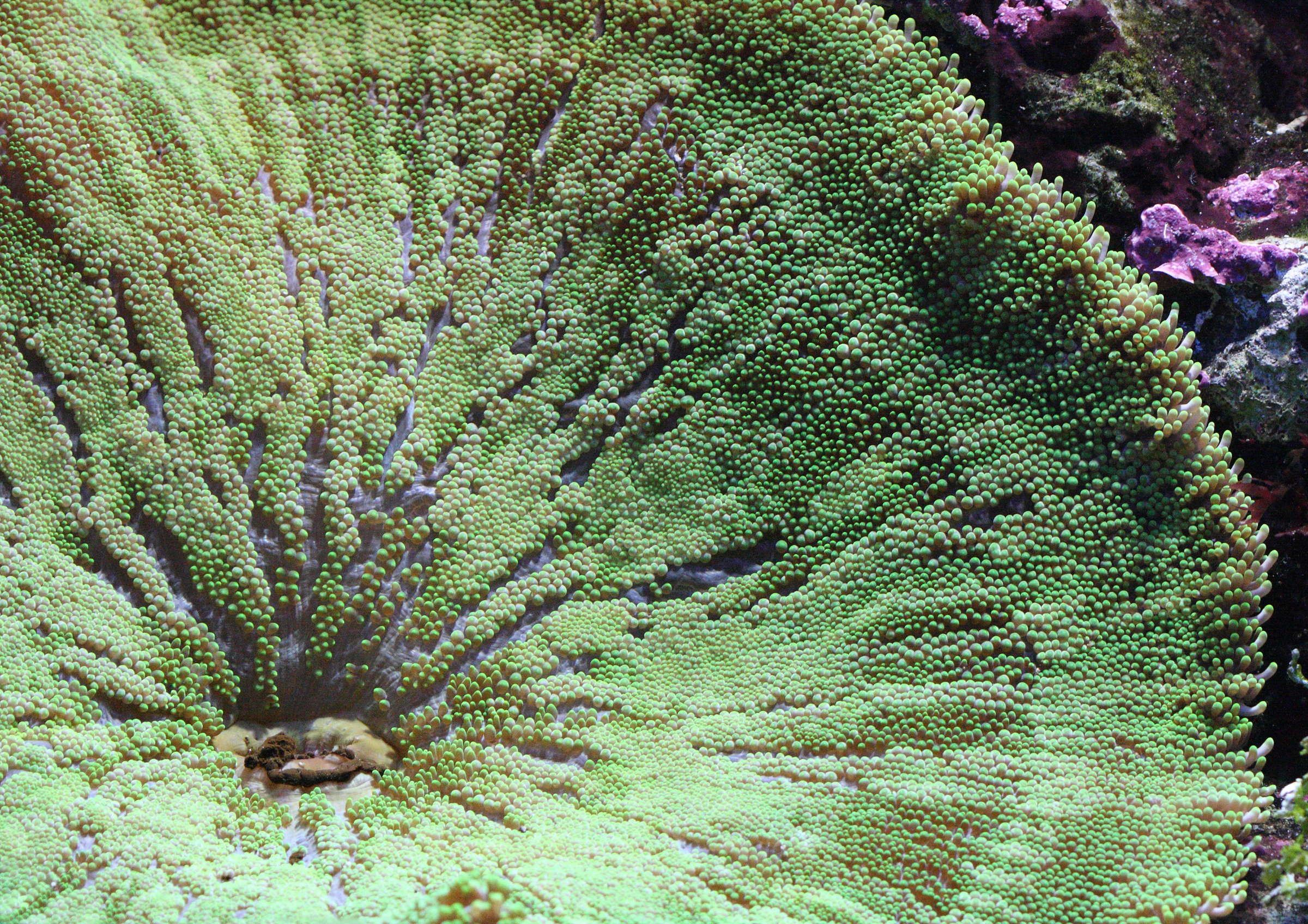 stichodactyla_haddoni2bd