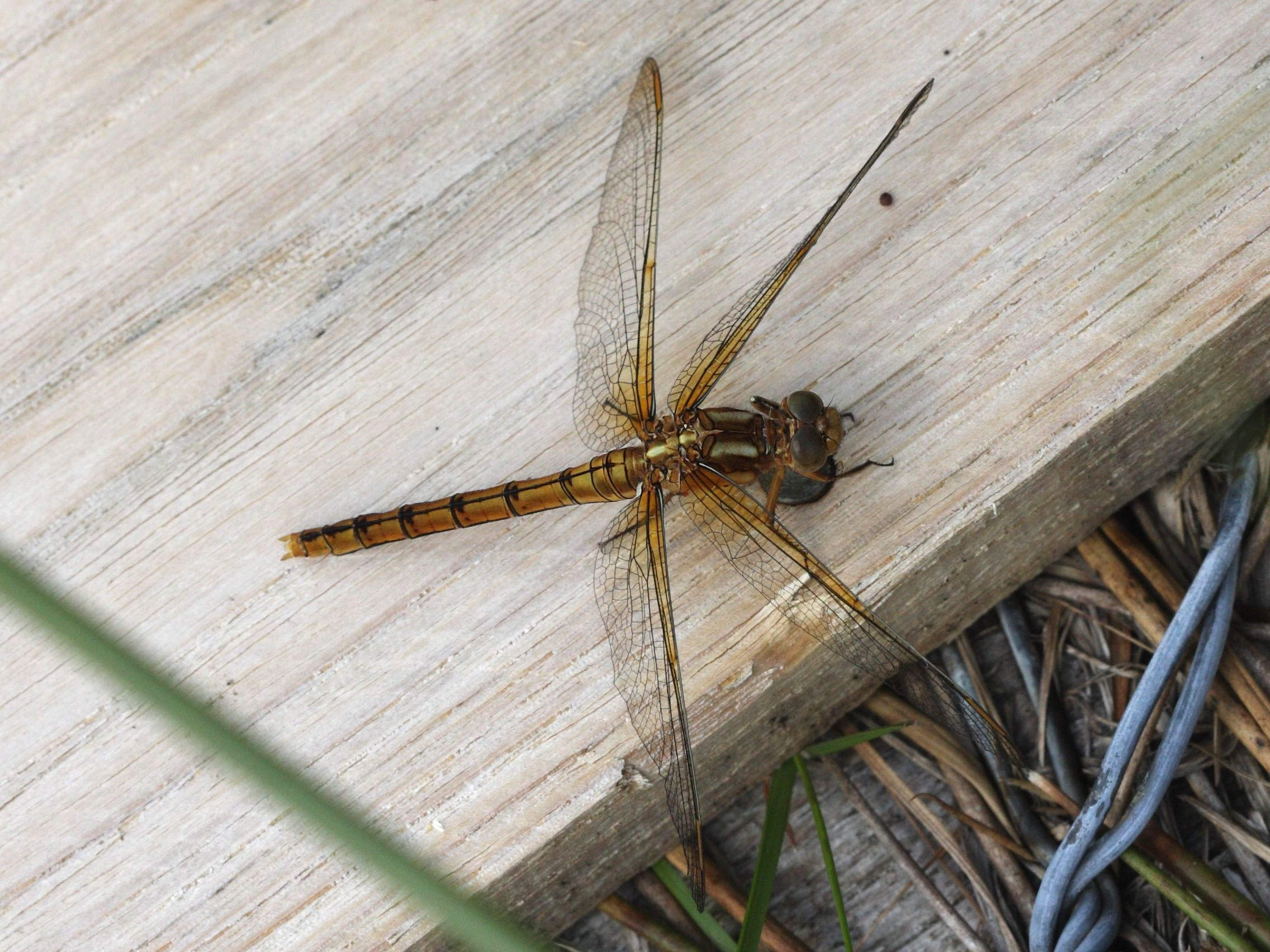 sympetrum_flaveolum4bd