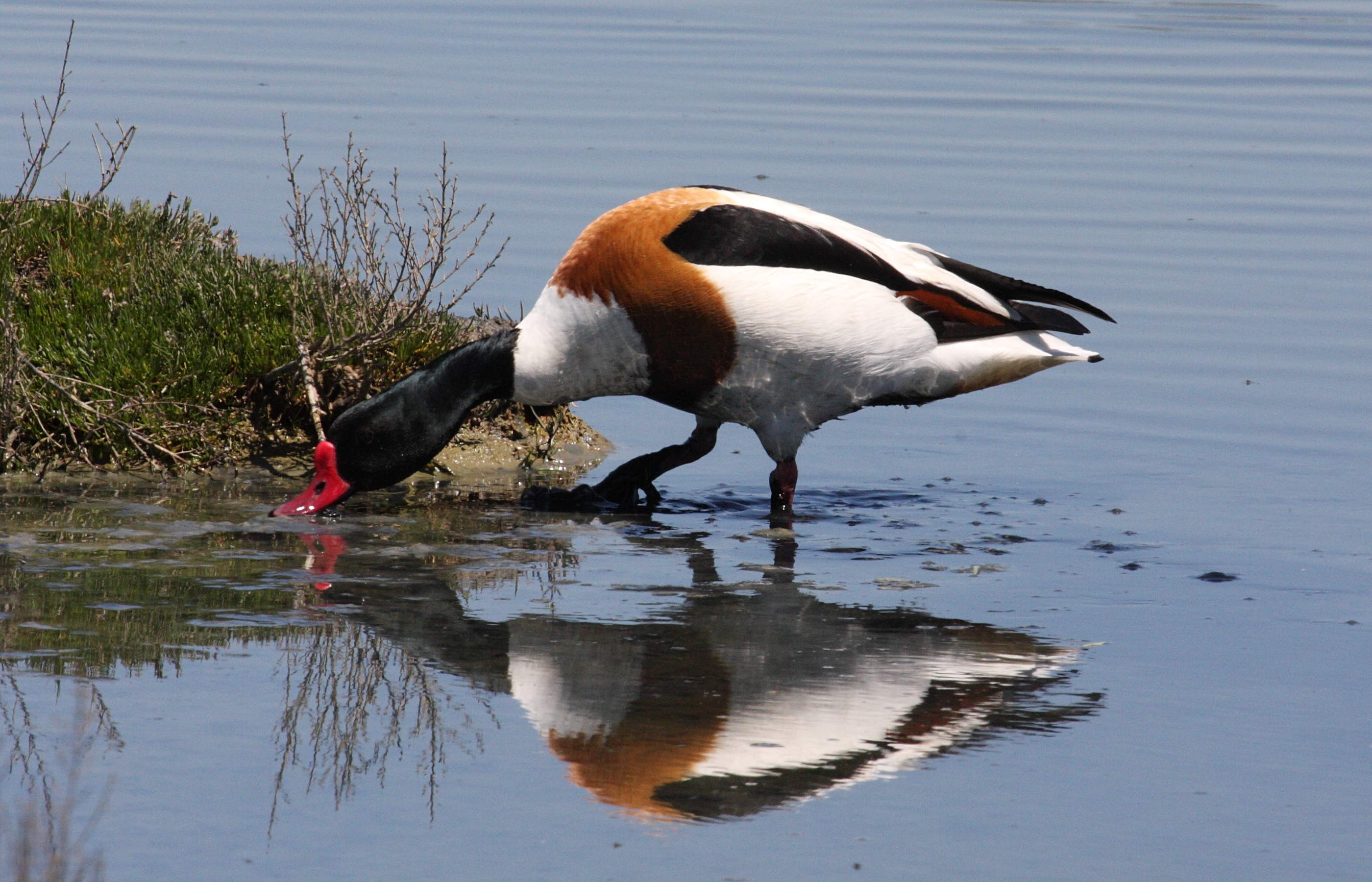tadorne_de_belon_-_tadorna_tadorna3md