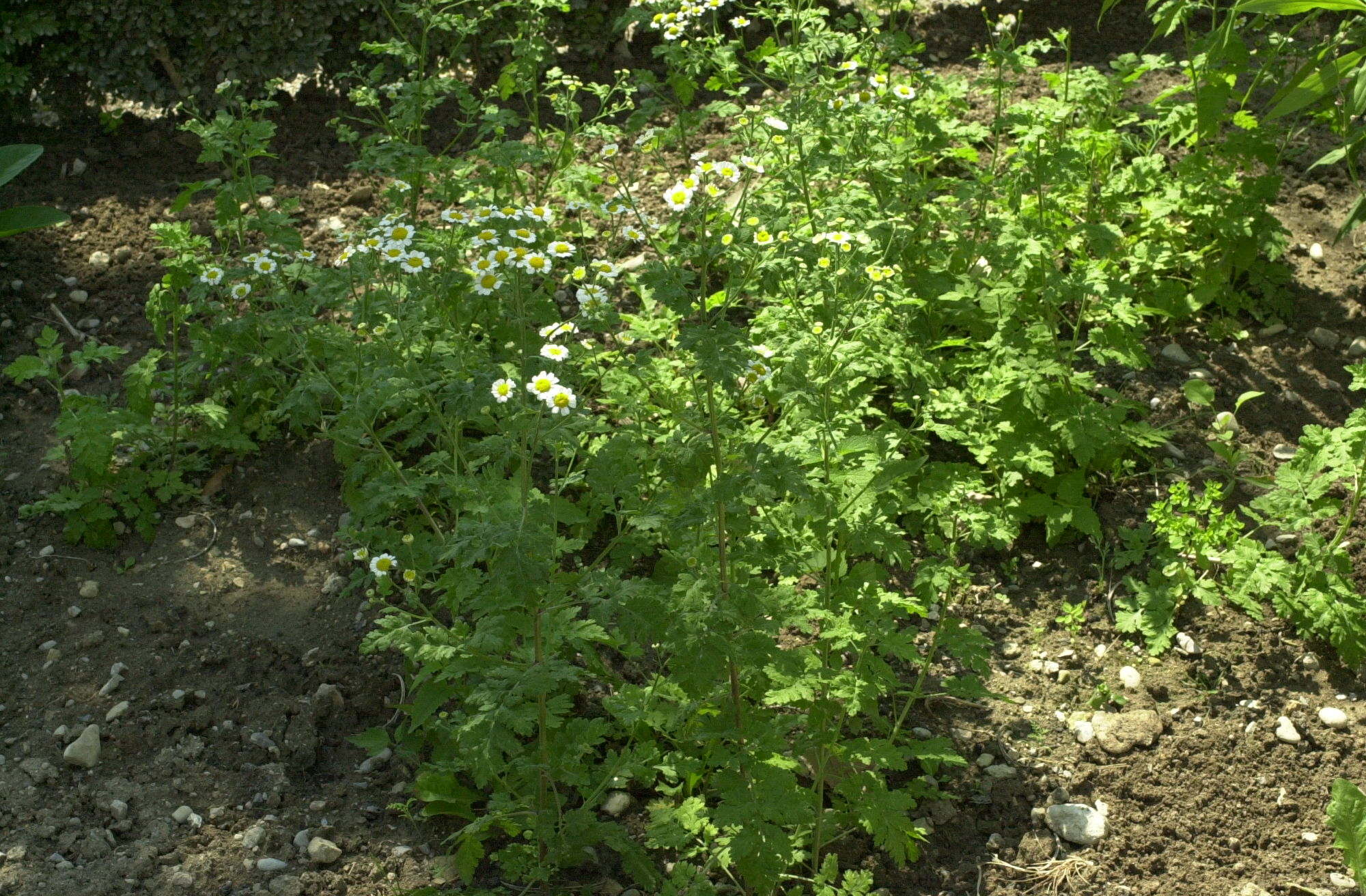 Afficher le média tanacetum_parthenium3md tanacetum_parthenium3md