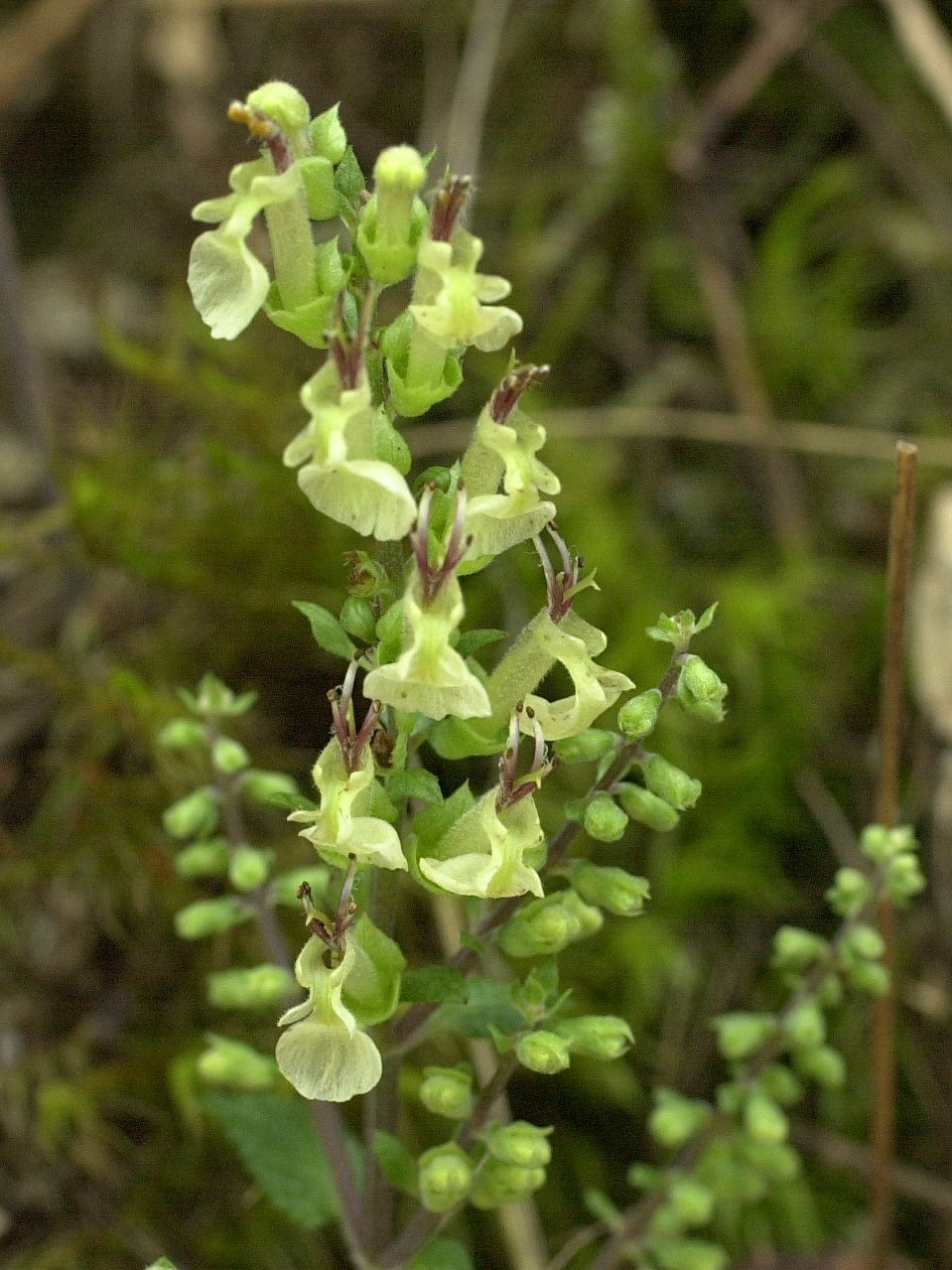 Afficher le média teucrium_scorodonia2md teucrium_scorodonia2md
