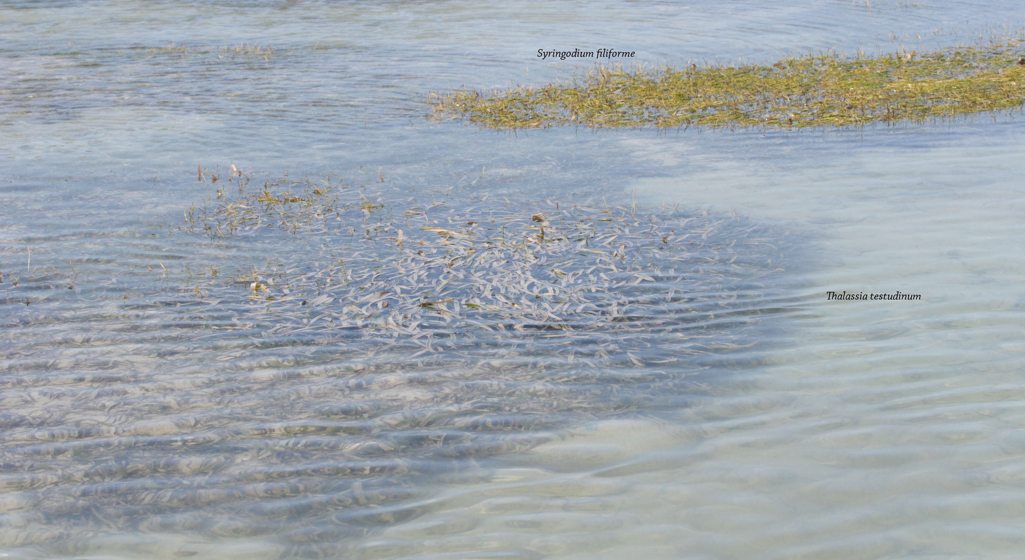 thalassia_testudinum1md