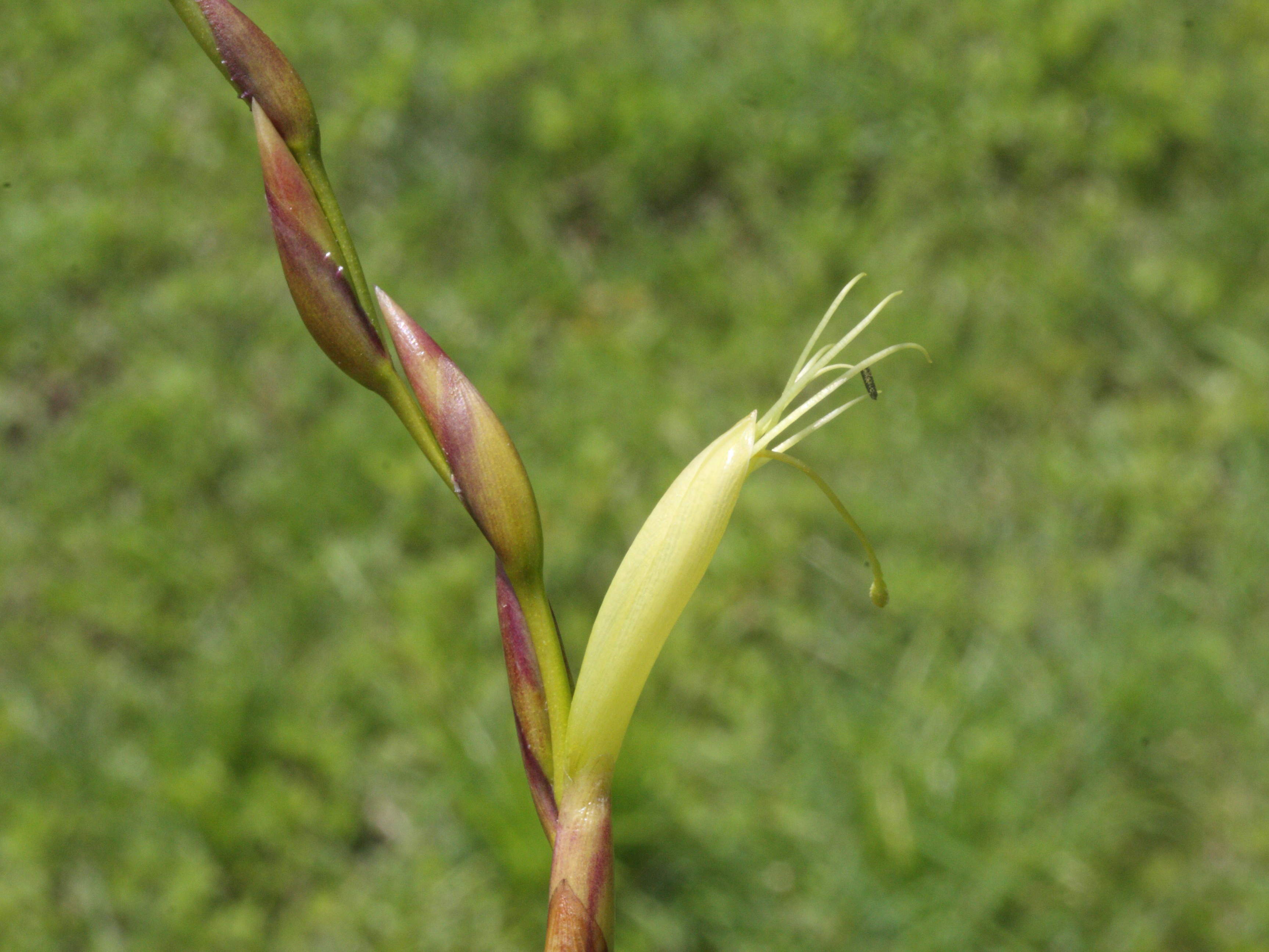 tillandsia_utriculata2md