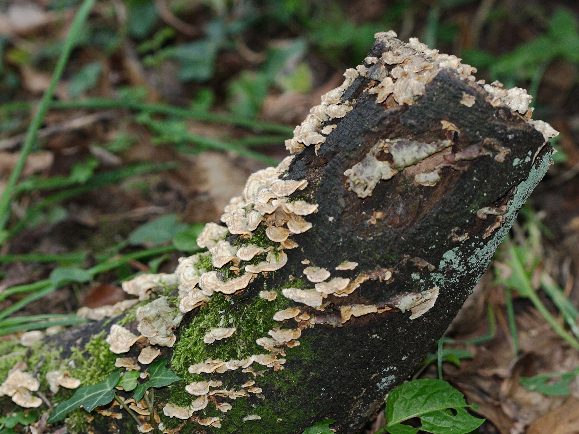 trametes_hirsuta5md