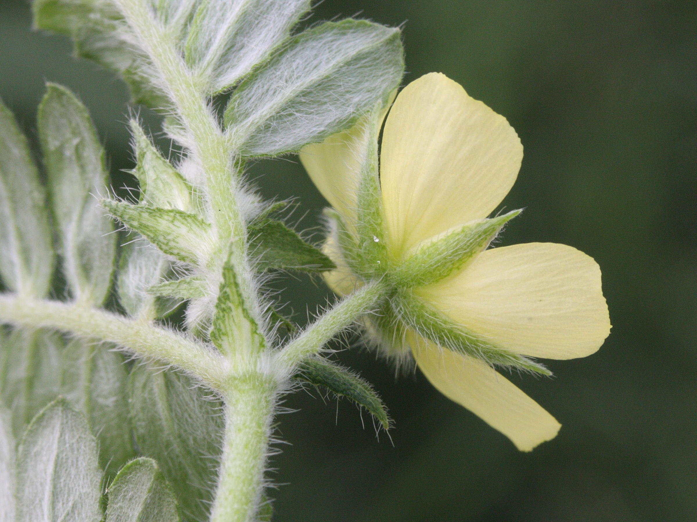 tribulus_cistoides3md