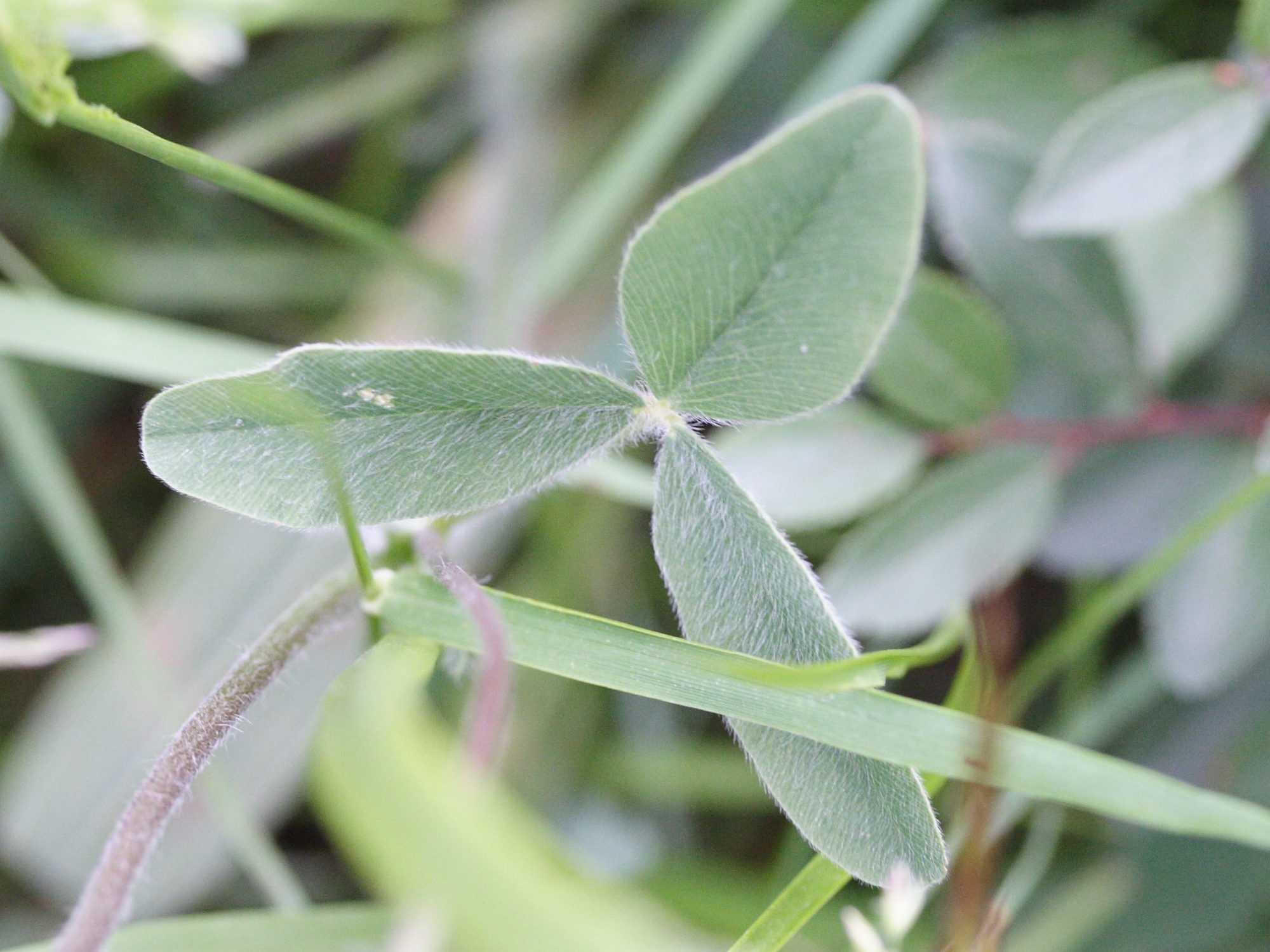 Trifolium_ochroleucon
