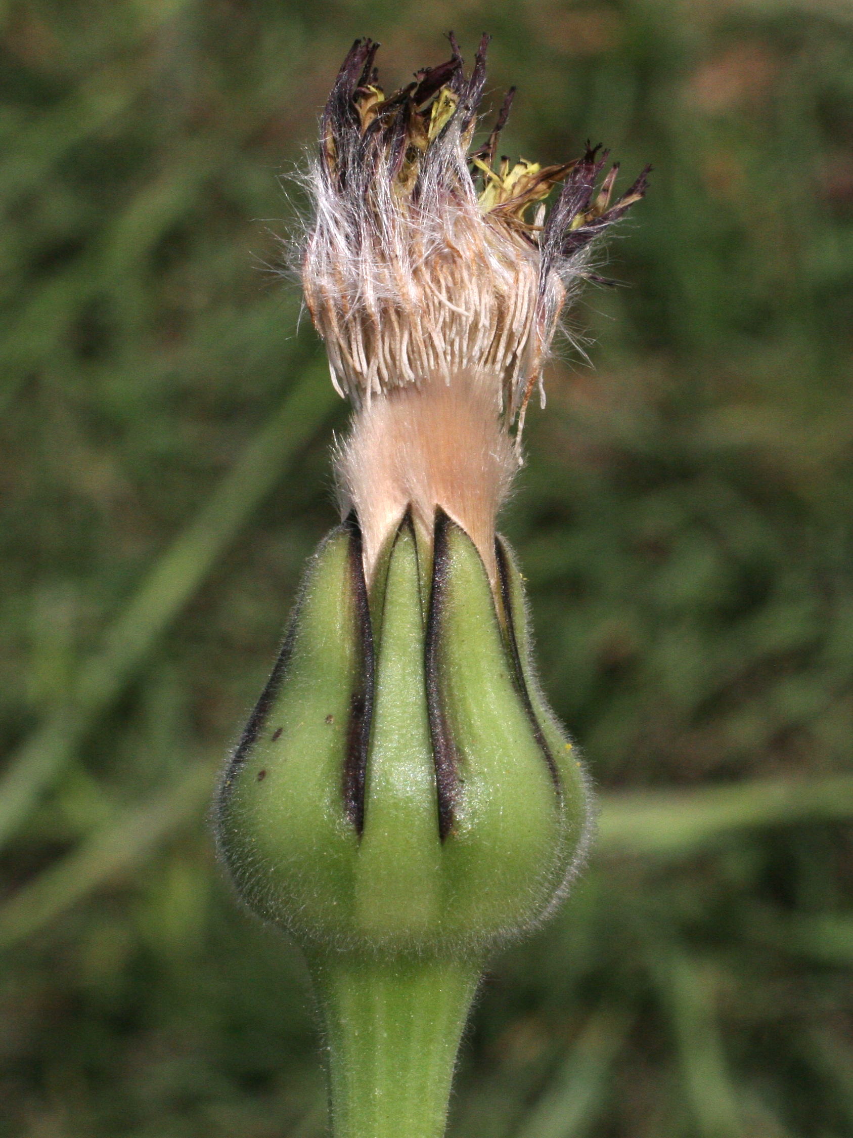 Afficher le média urospermum_dalechampii3md urospermum_dalechampii3md