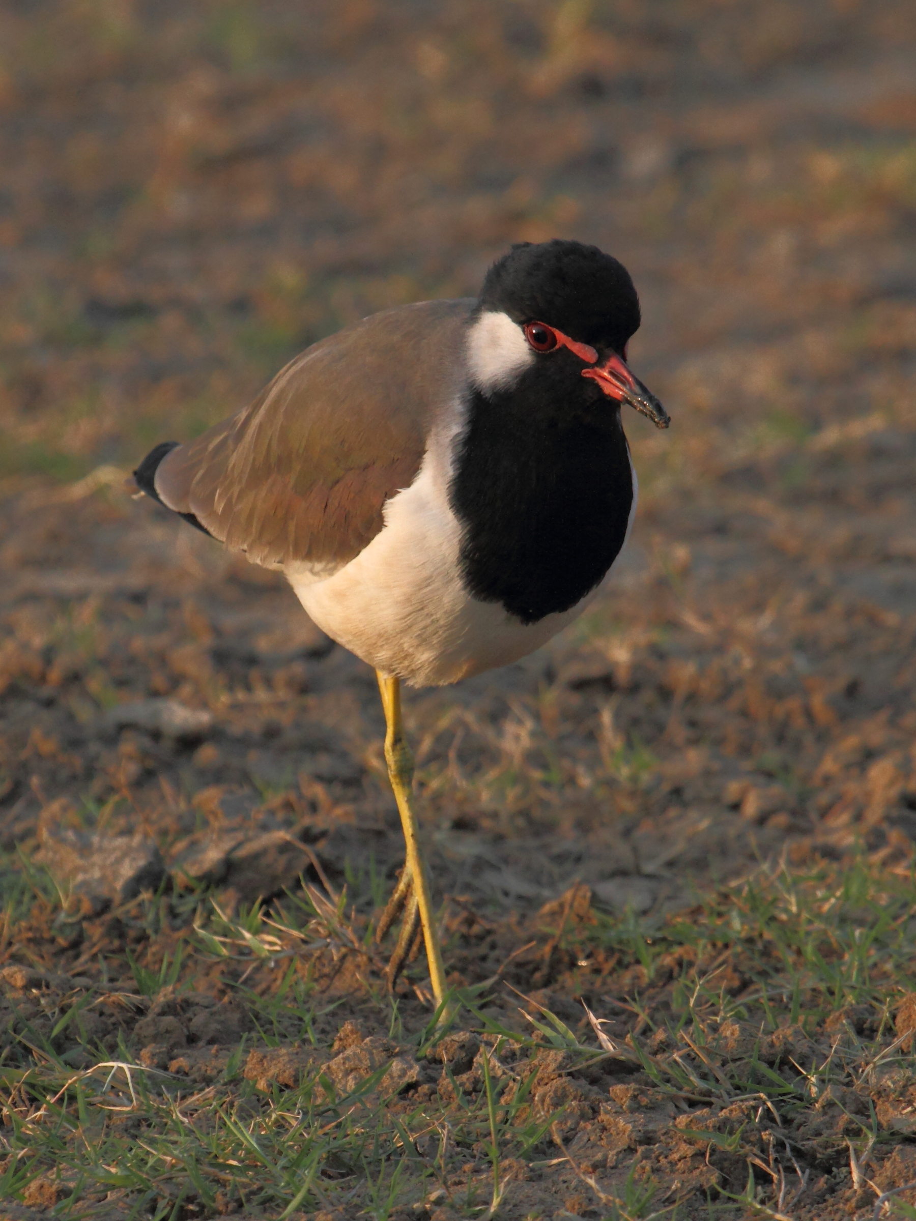 vanneau_indien_-_vanellus_indicus3bd