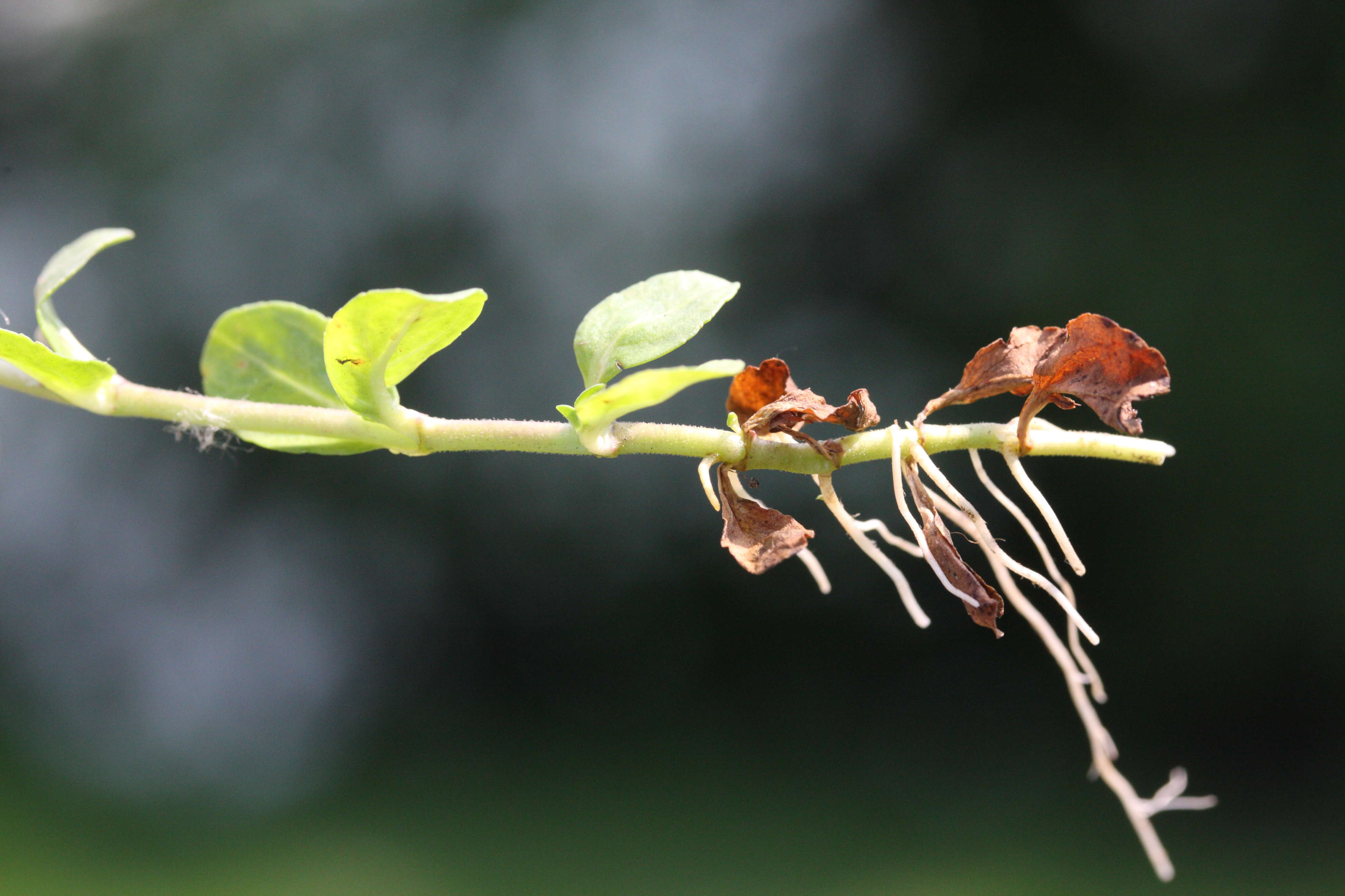 veronica_serpyllifolia6bmd