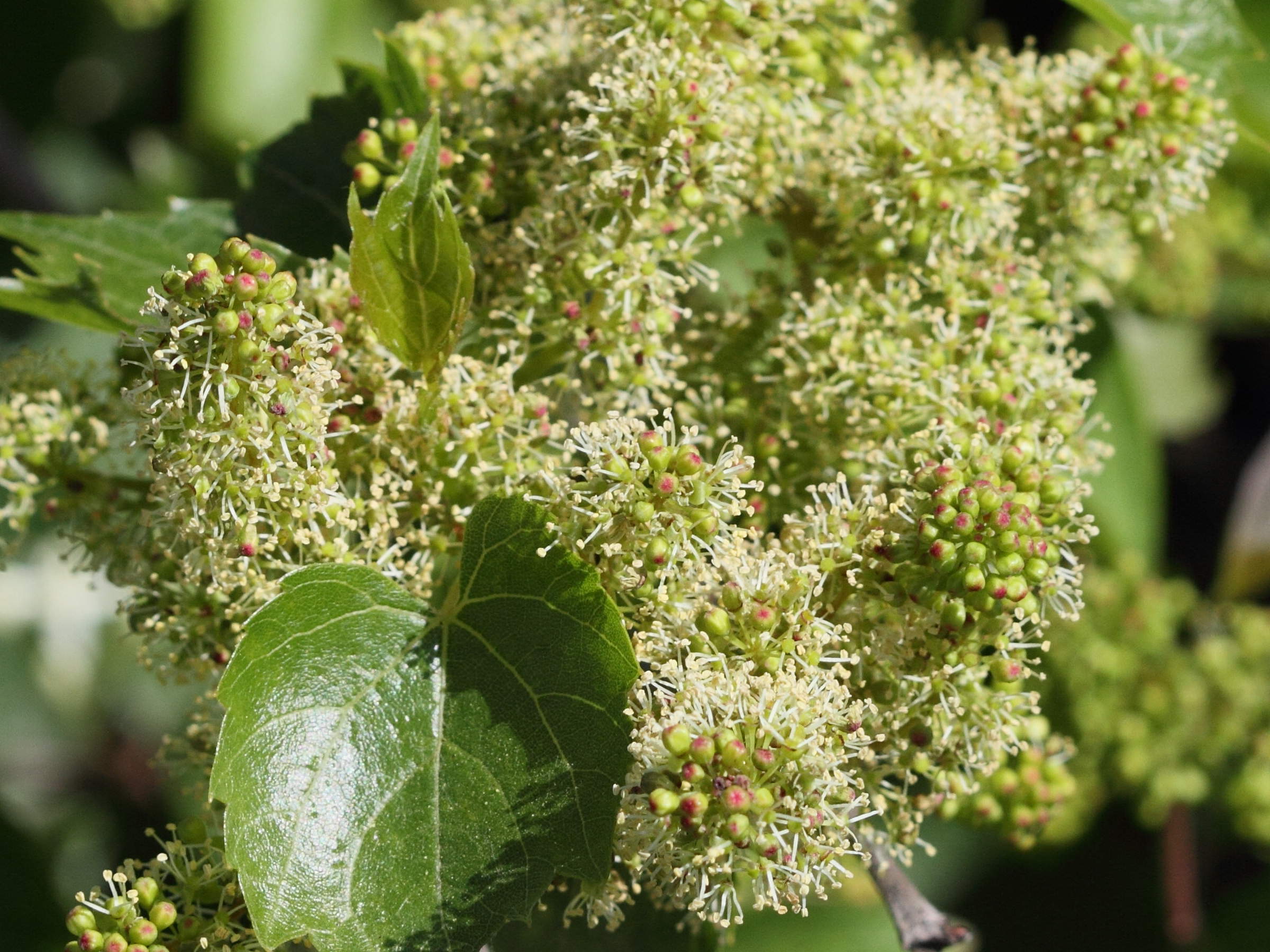 vitis_vinifera_sylvestris4bd