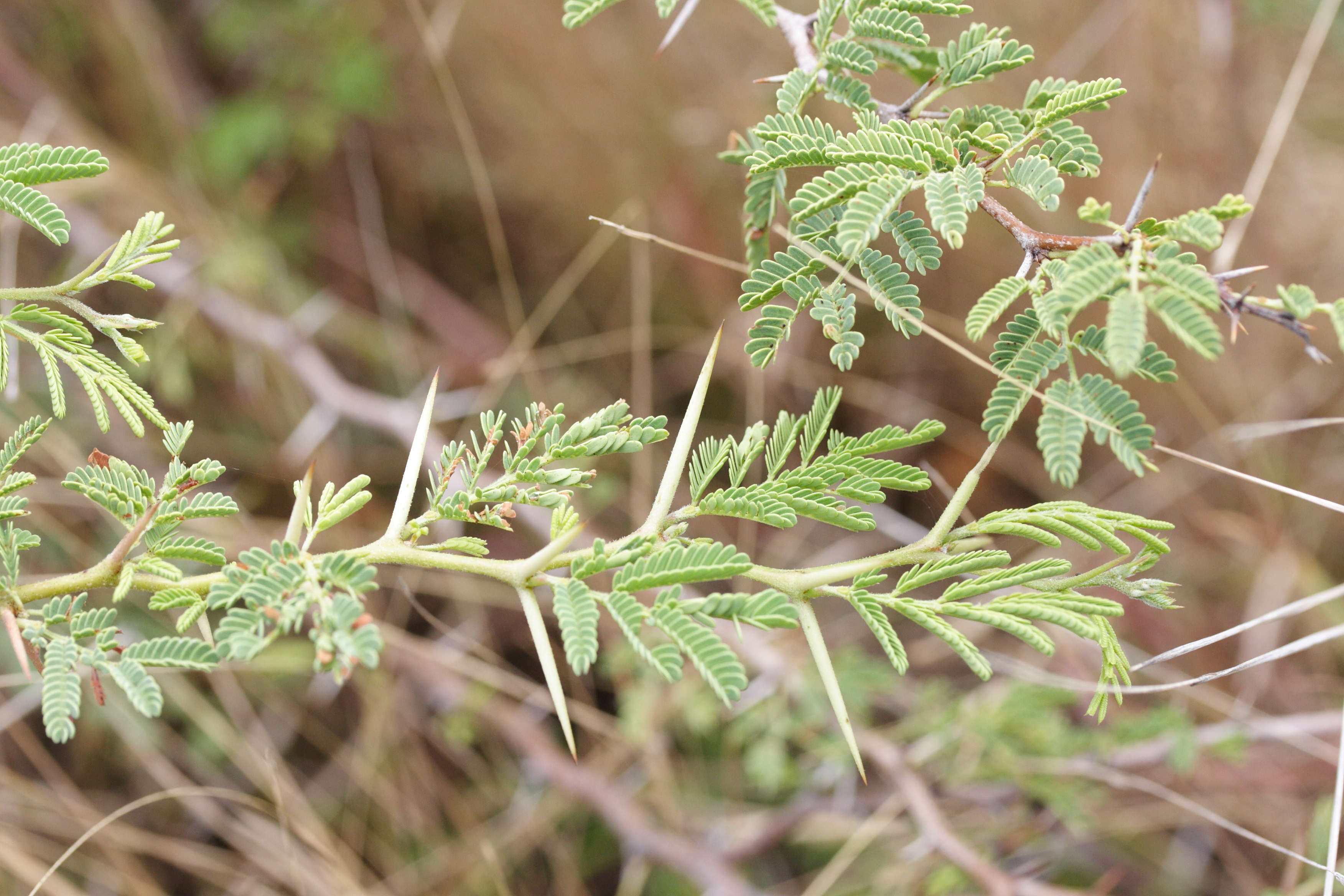 Afficher le média acacia_nilotica1bmd acacia_nilotica1bmd