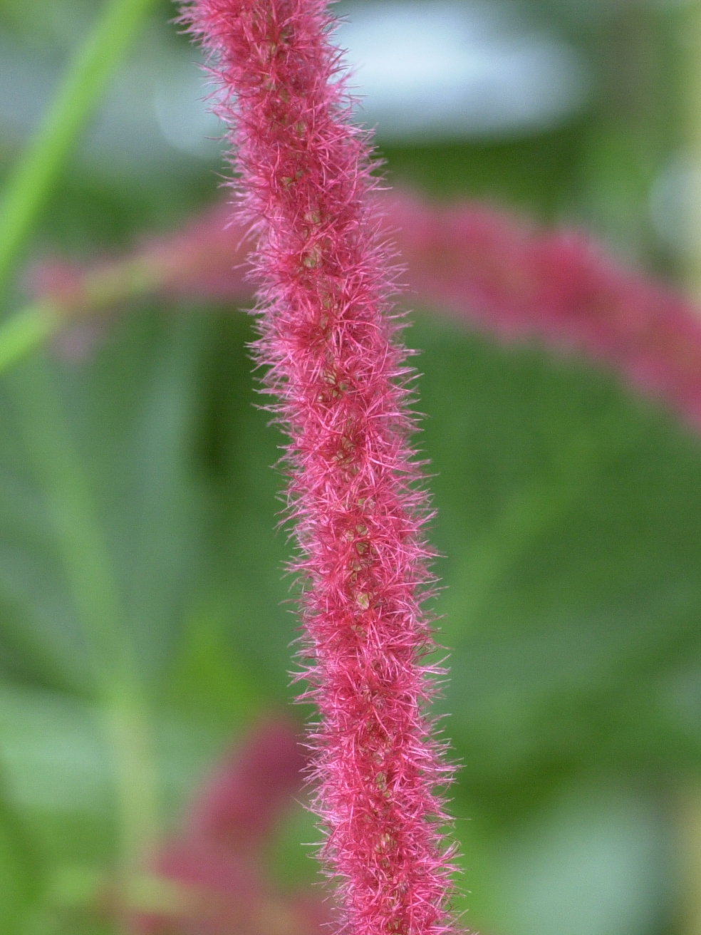 acalypha_hispida3md