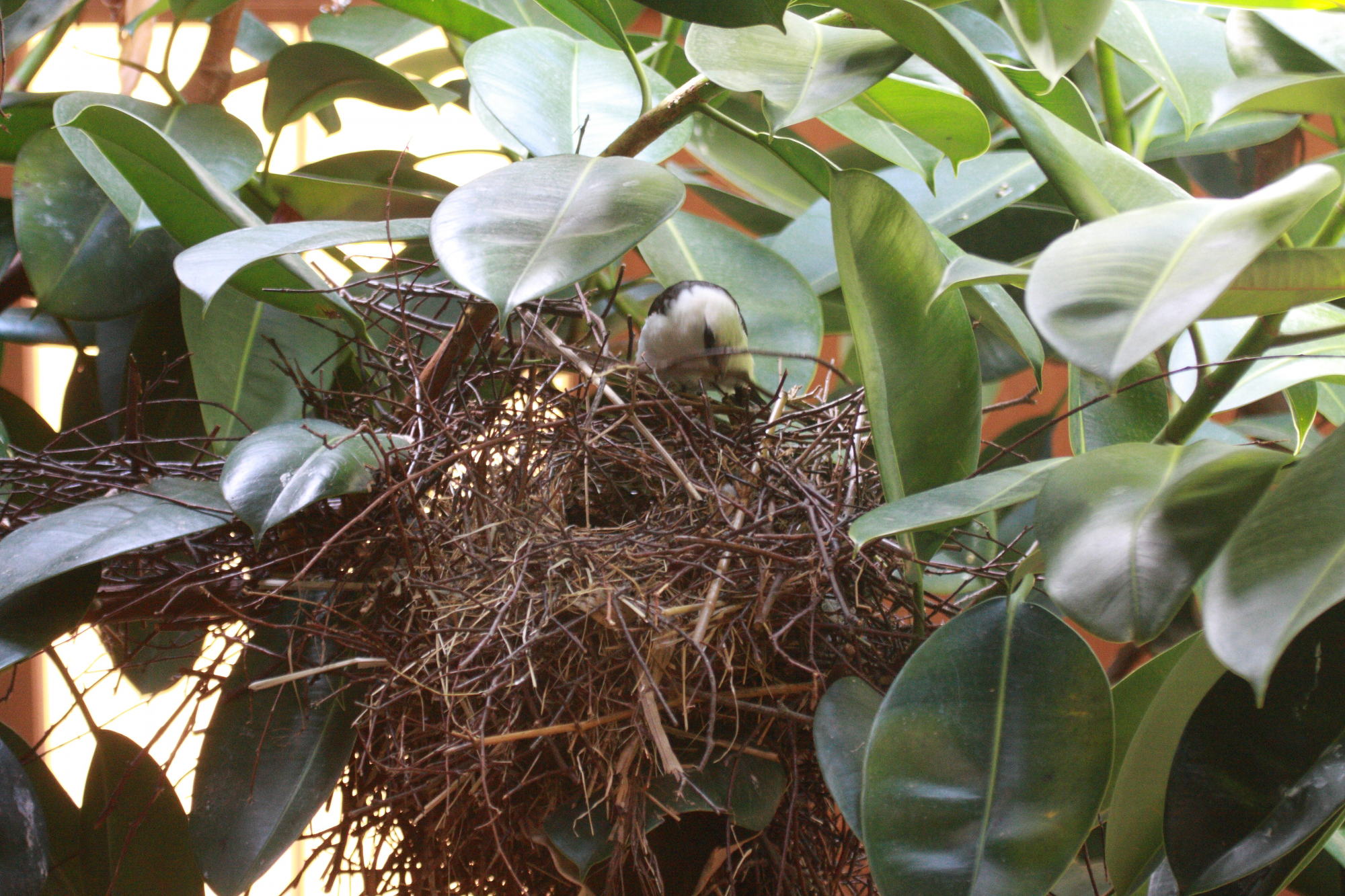 alecto_a_tete_blanche_-_dinemellia_dinemelli3bd