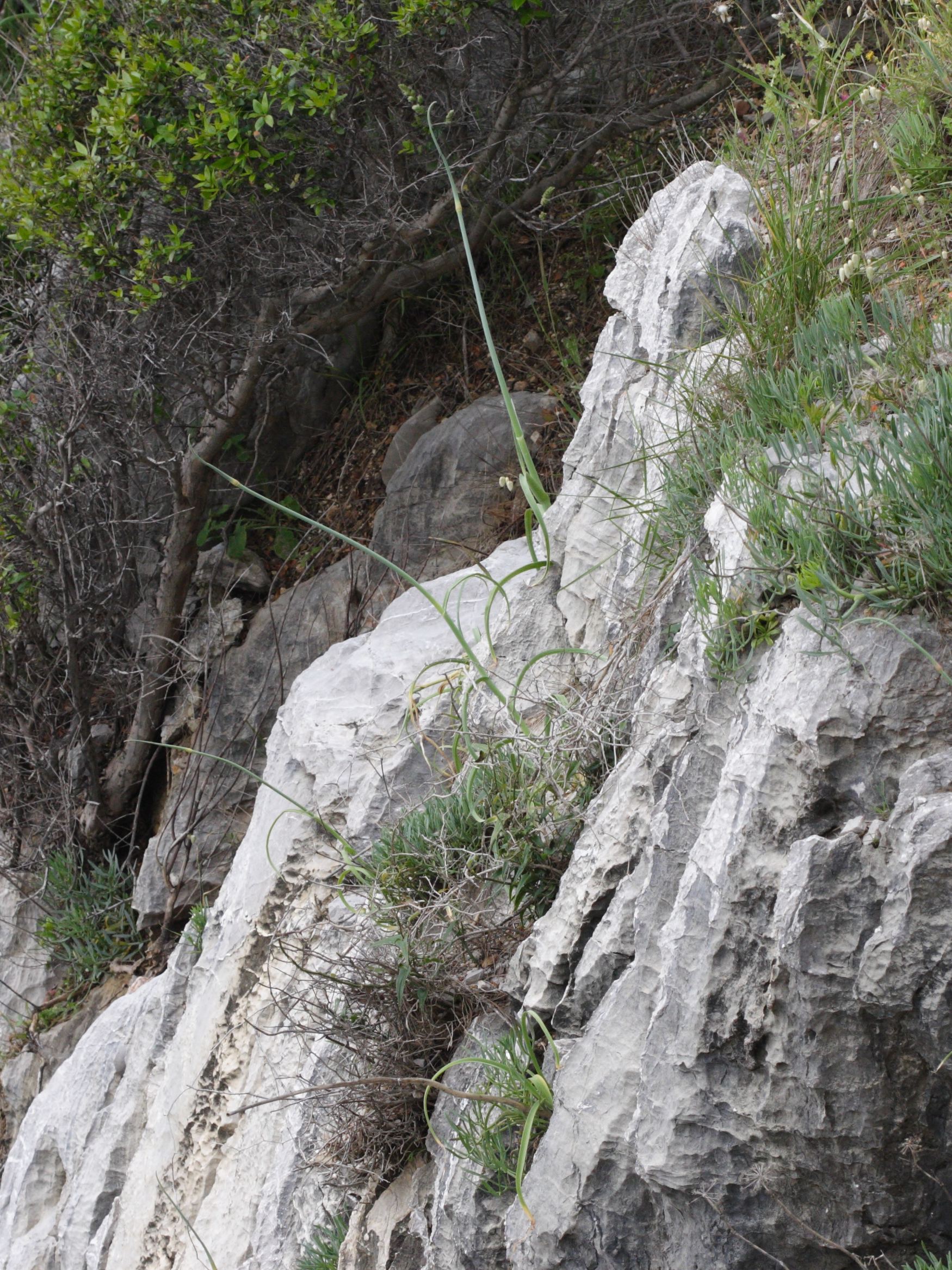 allium_commutatum4md