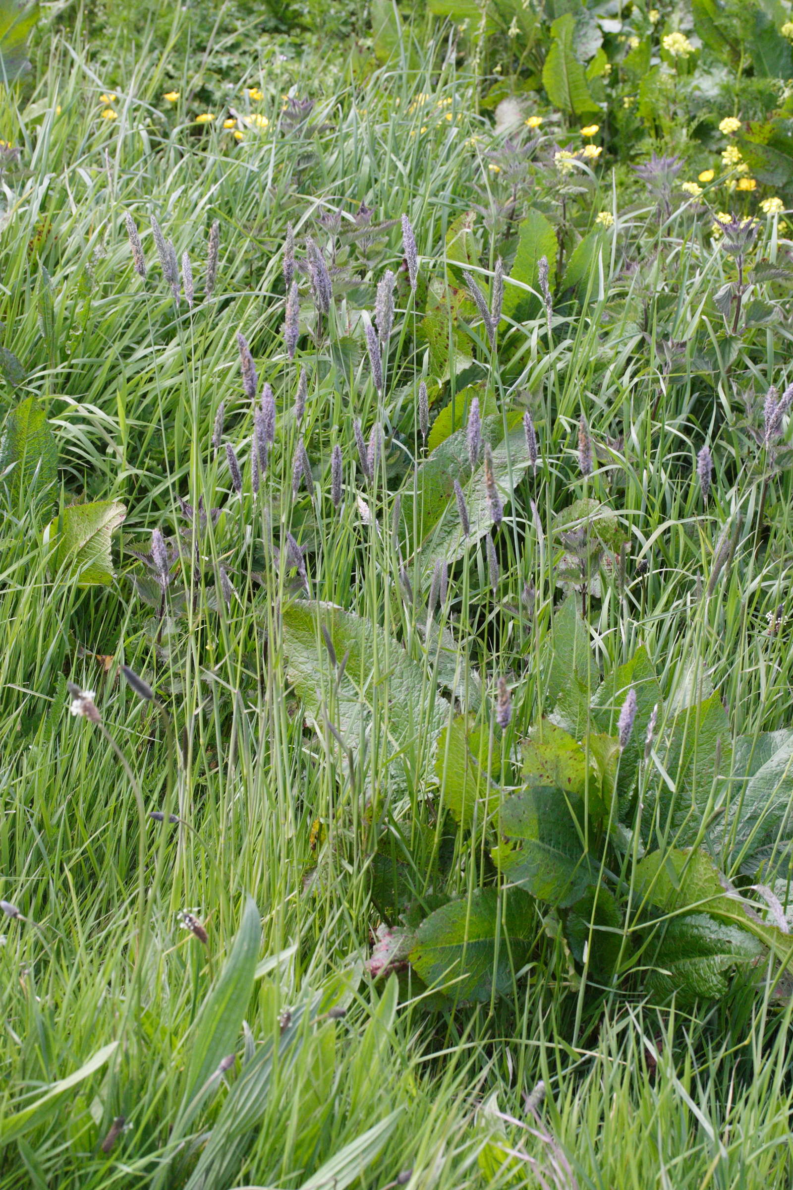 alopecurus_pratensis1md