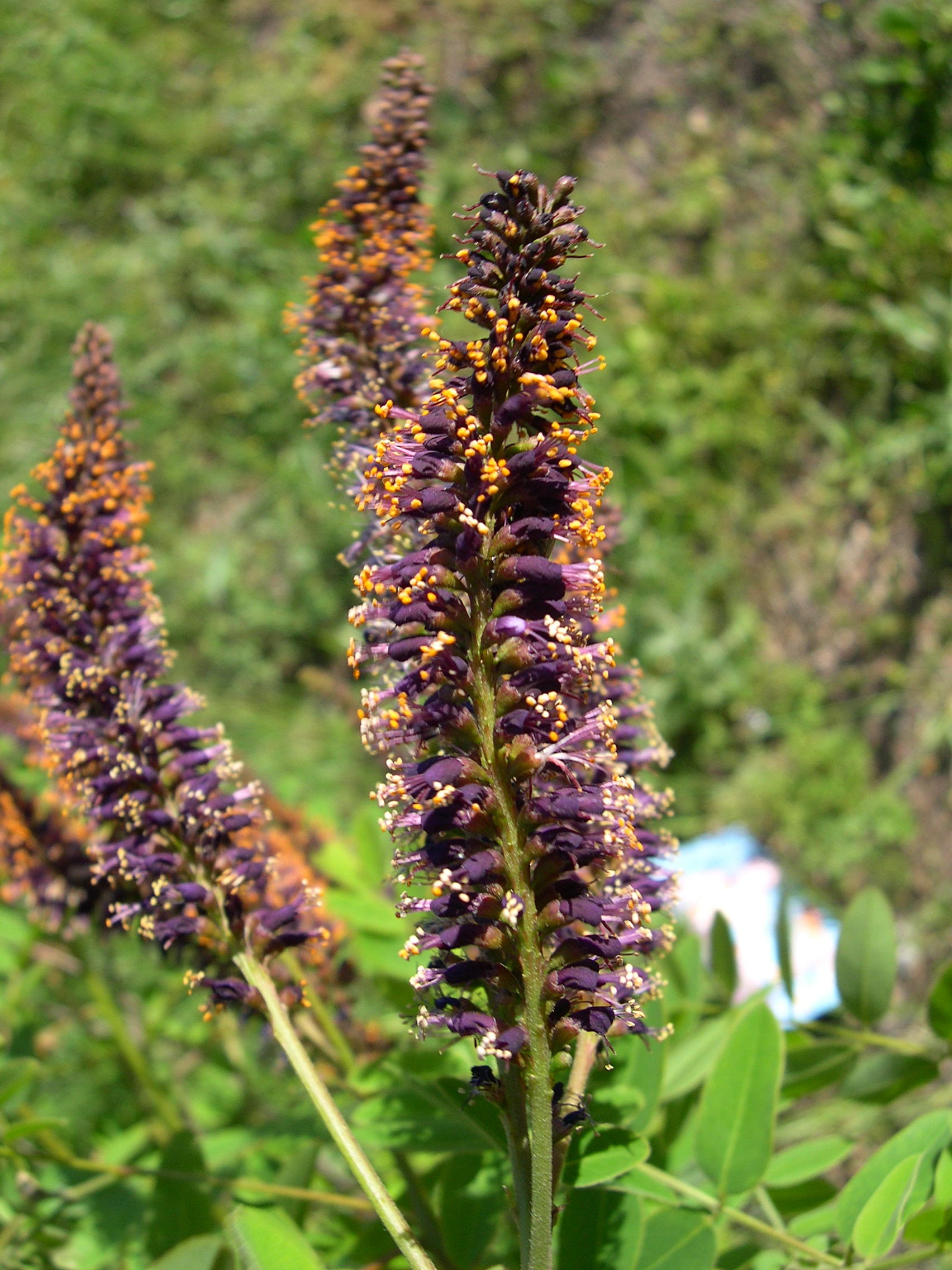 Afficher le média amorpha_fruticosa4md amorpha_fruticosa4md