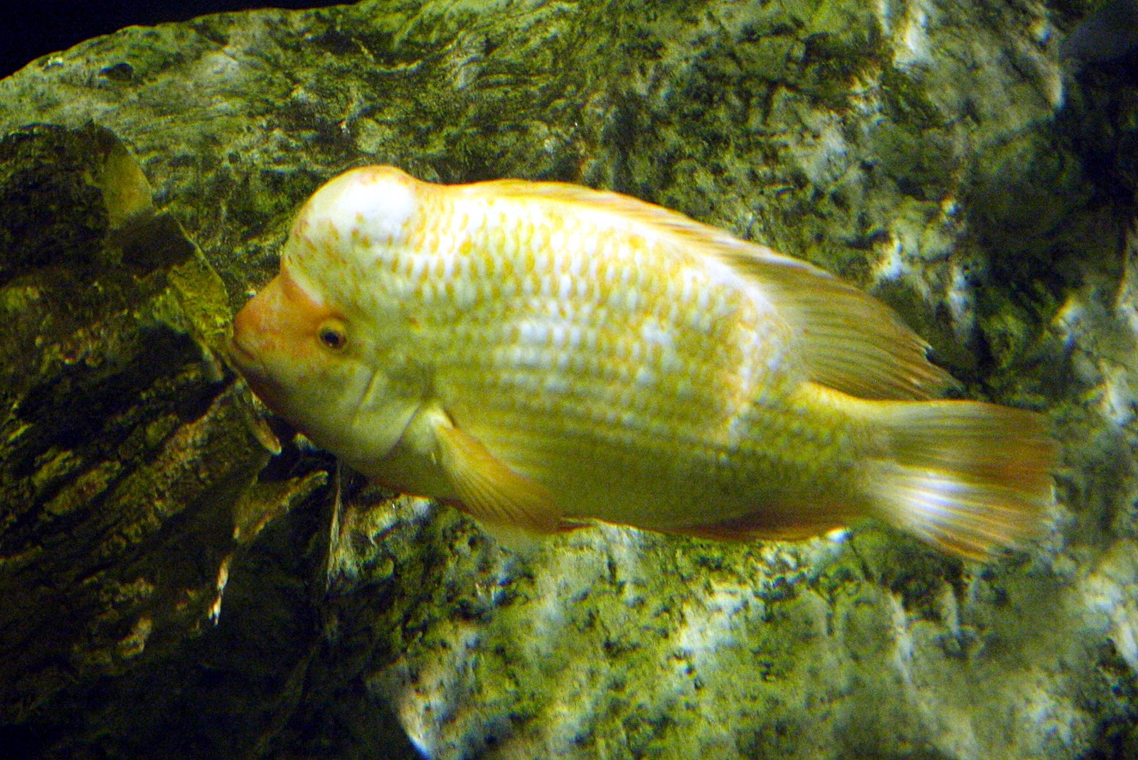 Afficher le média amphilophus_citrinellus1md amphilophus_citrinellus1md