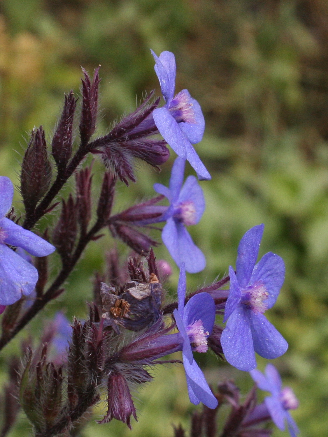 Afficher le média anchusa_italica3md anchusa_italica3md