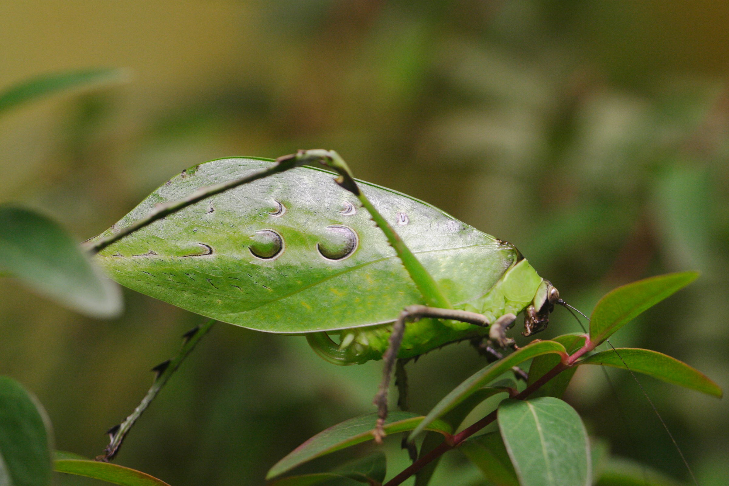 ancylecha_fenestrata3md