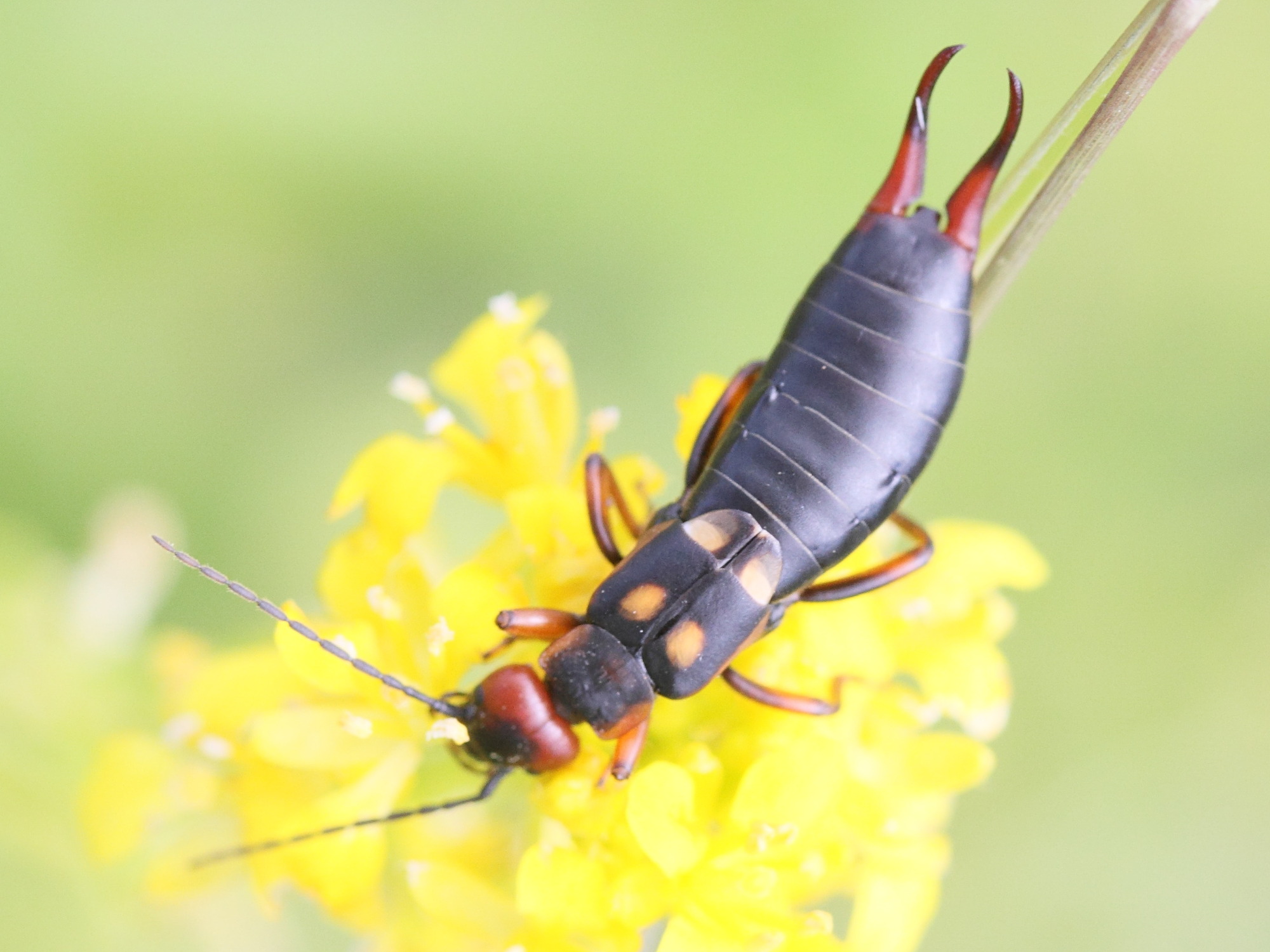 anechura_bipunctata2md