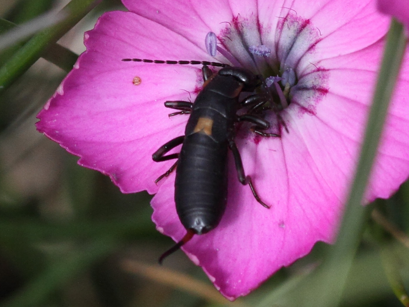 anechura_bipunctata3bd