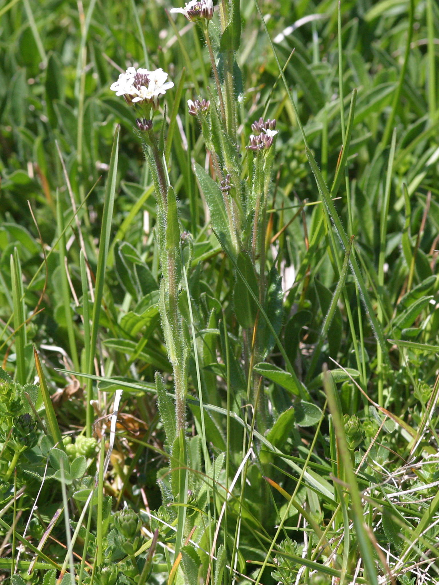 Afficher le média arabis_hirsuta_hirsuta1md arabis_hirsuta_hirsuta1md