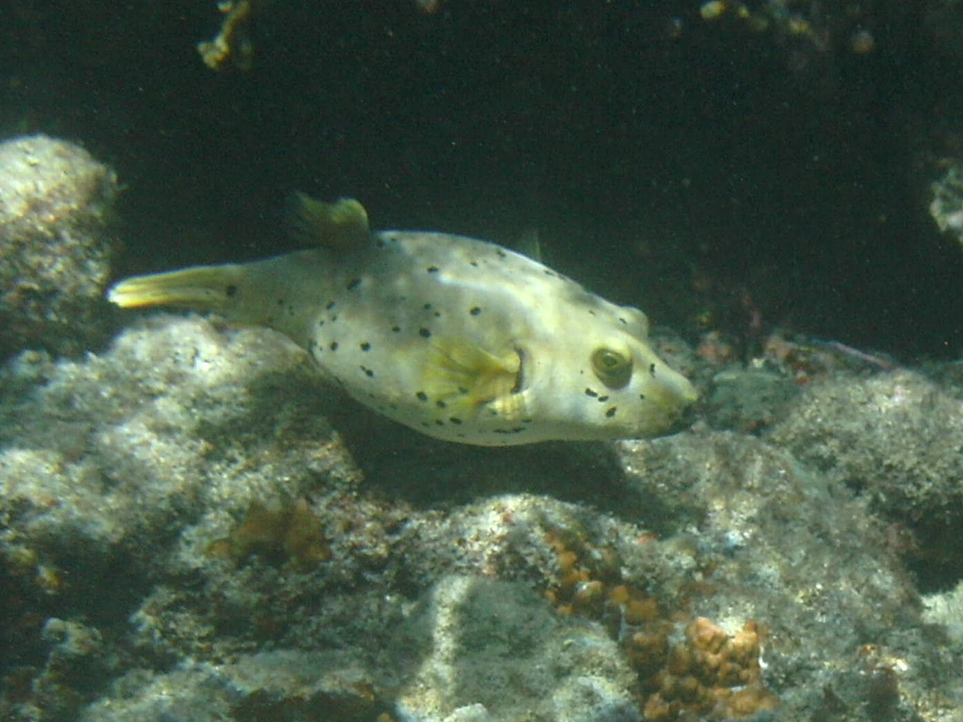 Afficher le média arothron_nigropunctatus2bd arothron_nigropunctatus2bd