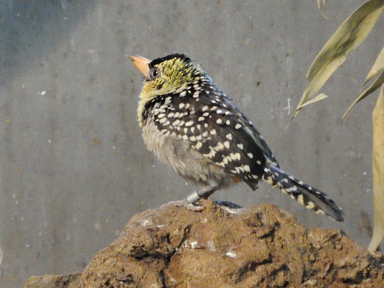 barbican_d-arnaud_-_trachyphonus_darnaudii1md