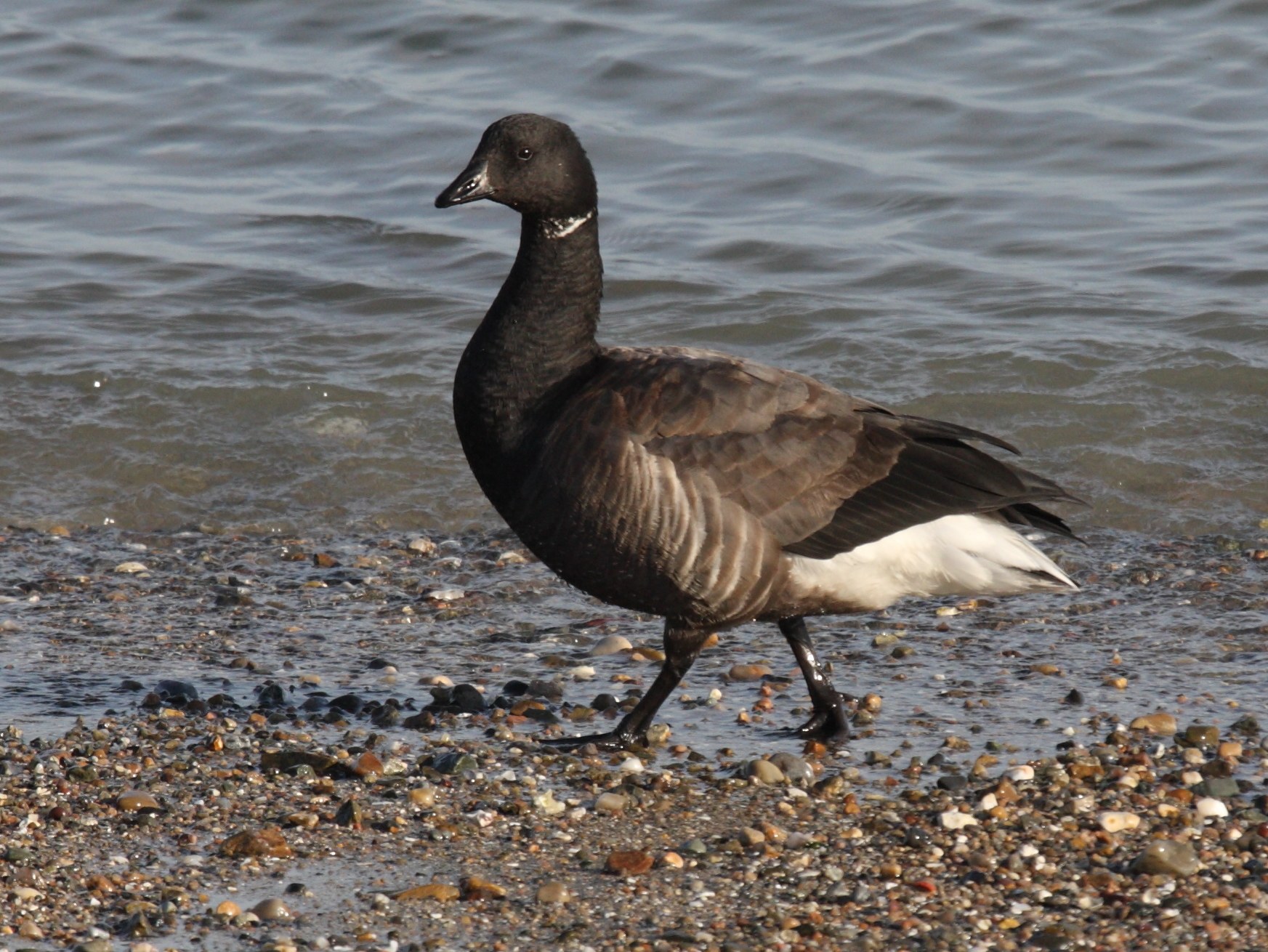 bernache_cravant_-_branta_bernicla3bd