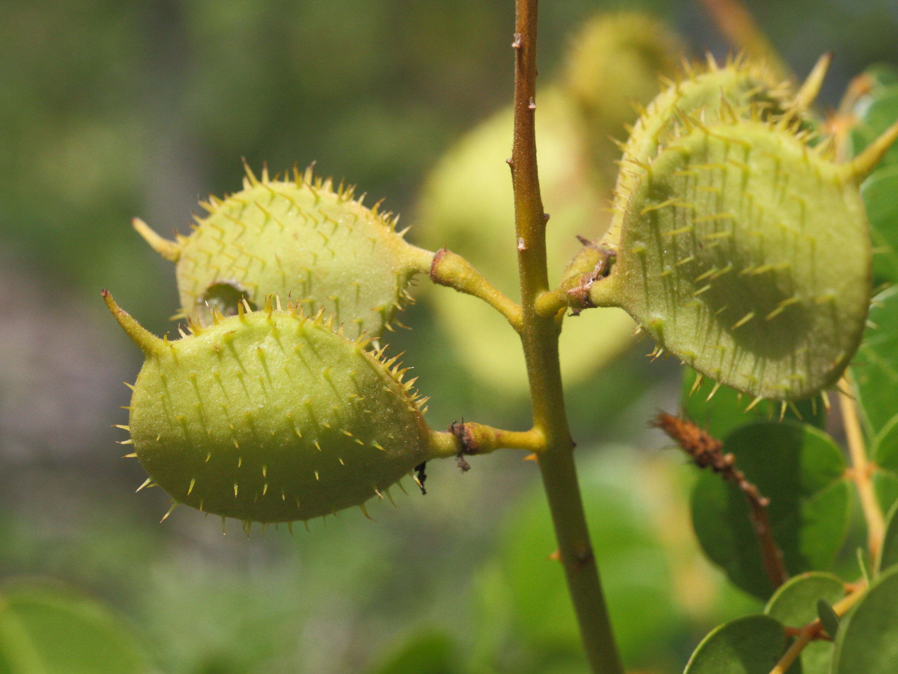 caesalpinia_ciliata1md