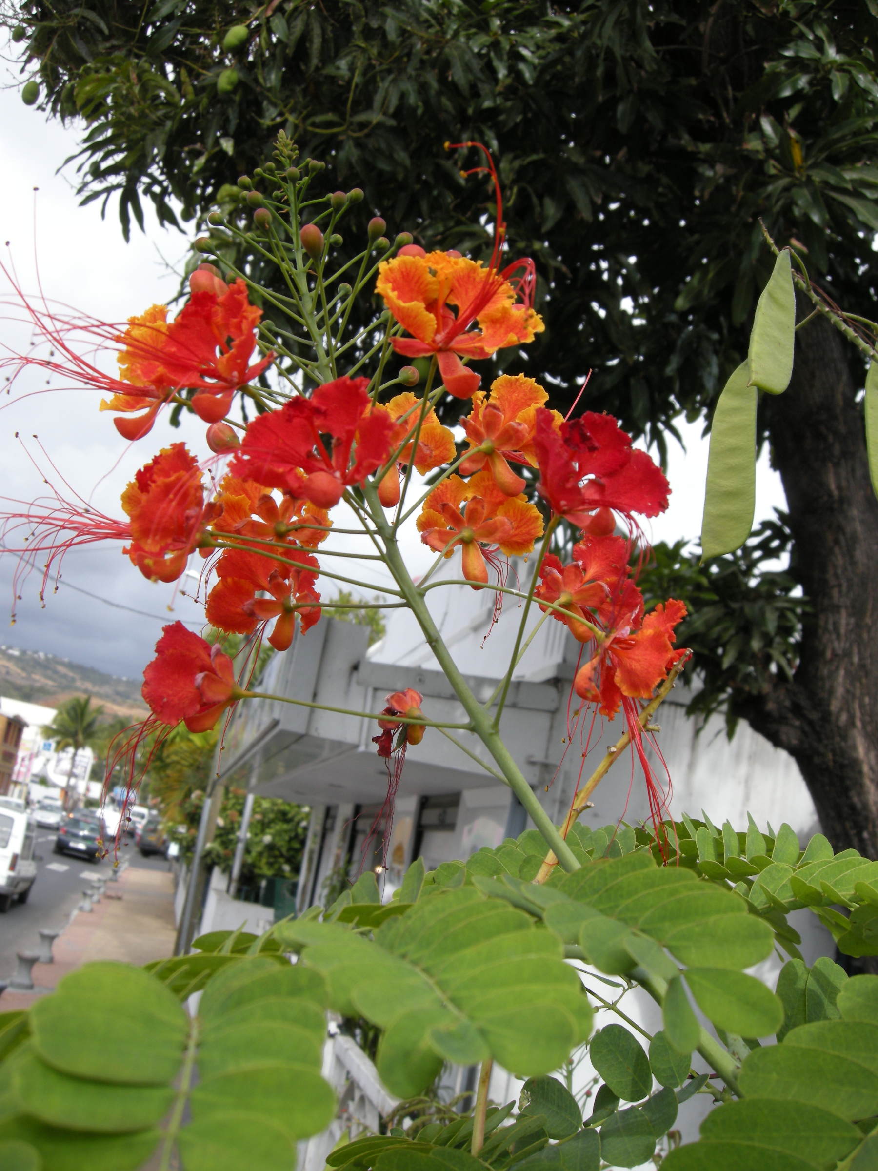 caesalpinia_pulcherrima4md