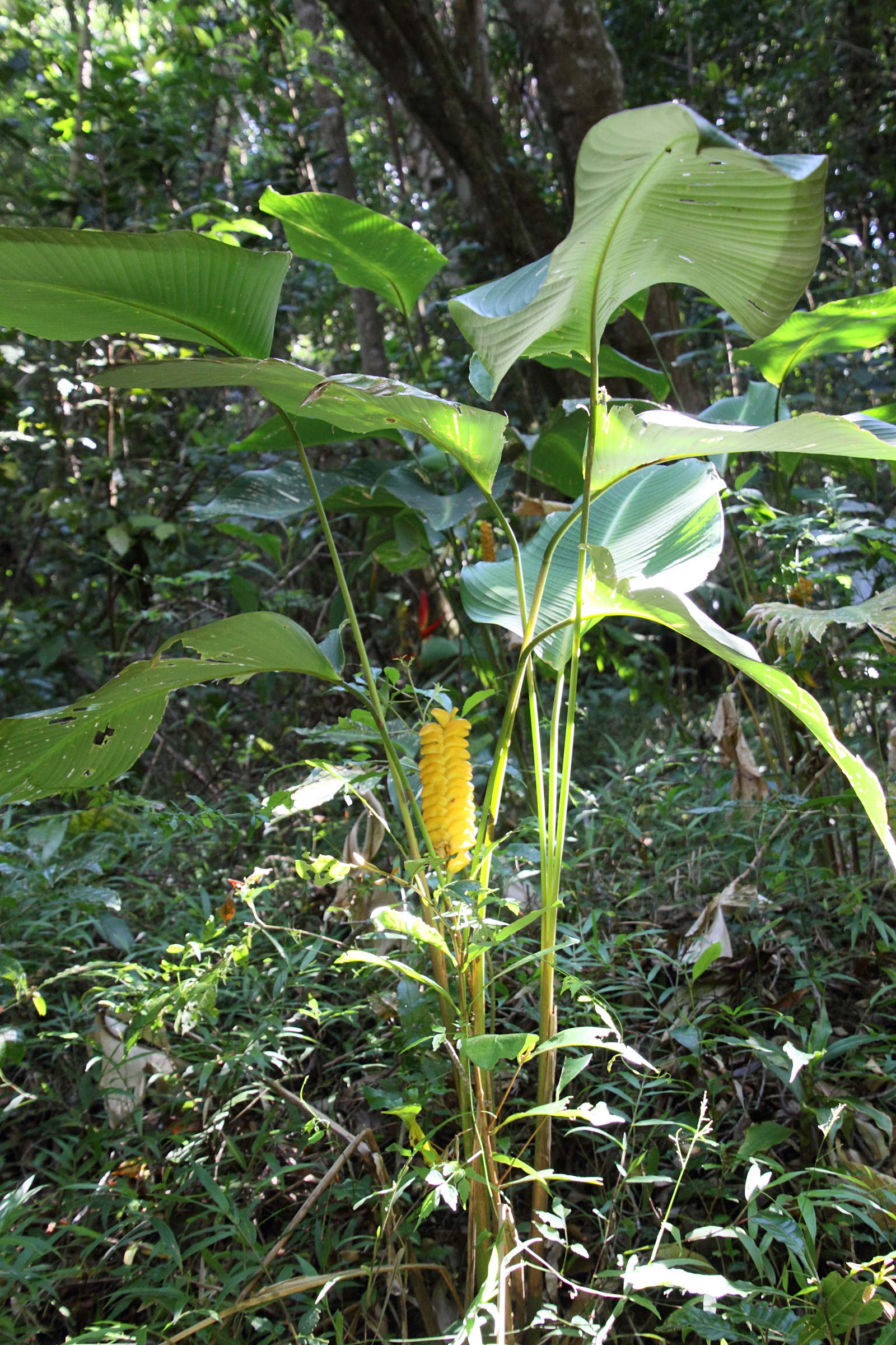 calathea_crotalifera1md