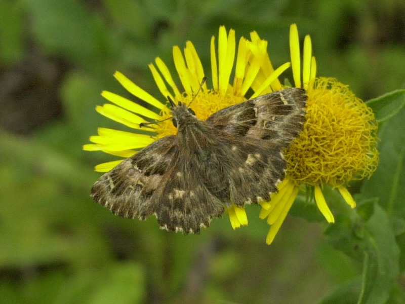 Afficher le média carcharodus_alceae1md carcharodus_alceae1md