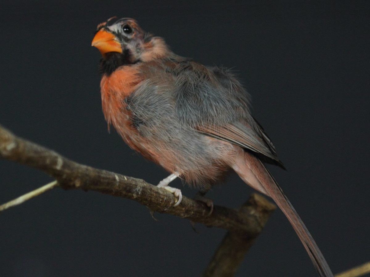 cardinal_rouge_-_cardinalis_cardinalis2bd