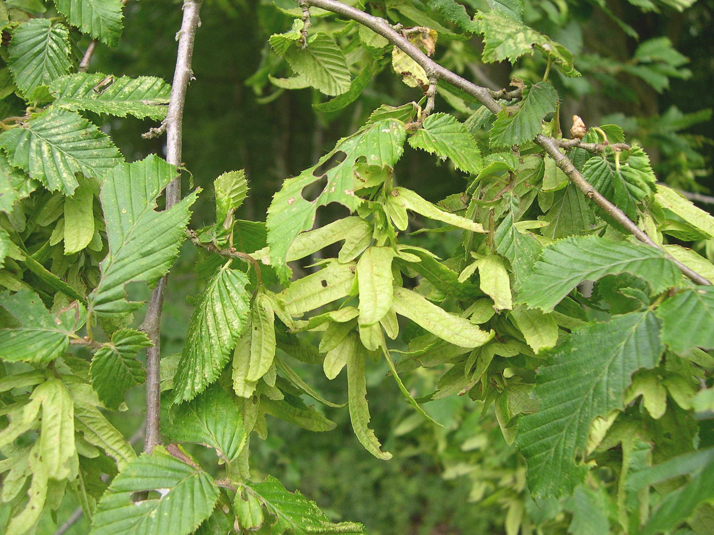 carpinus_betulus6md