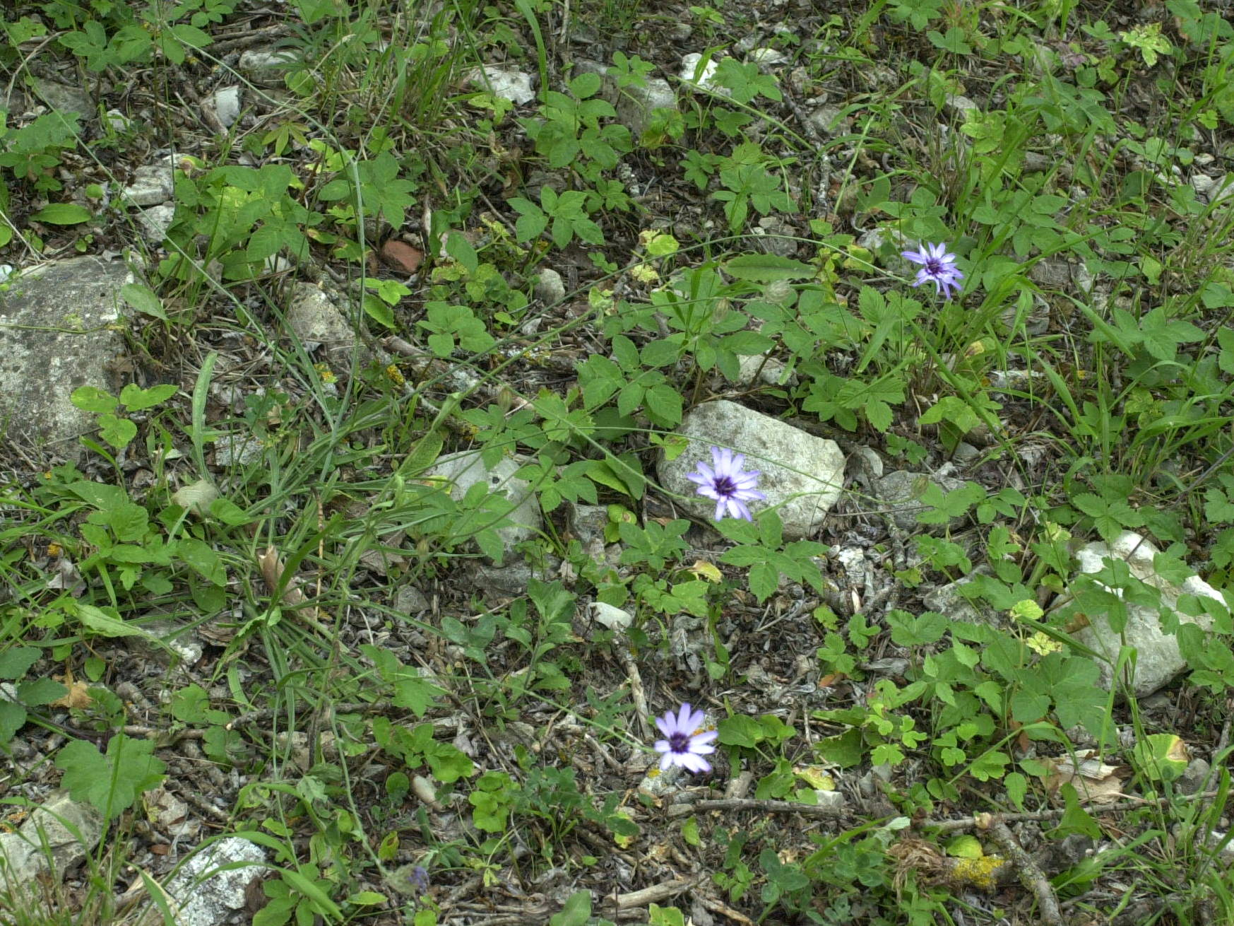 Afficher le média Catananche_caerulea Catananche_caerulea